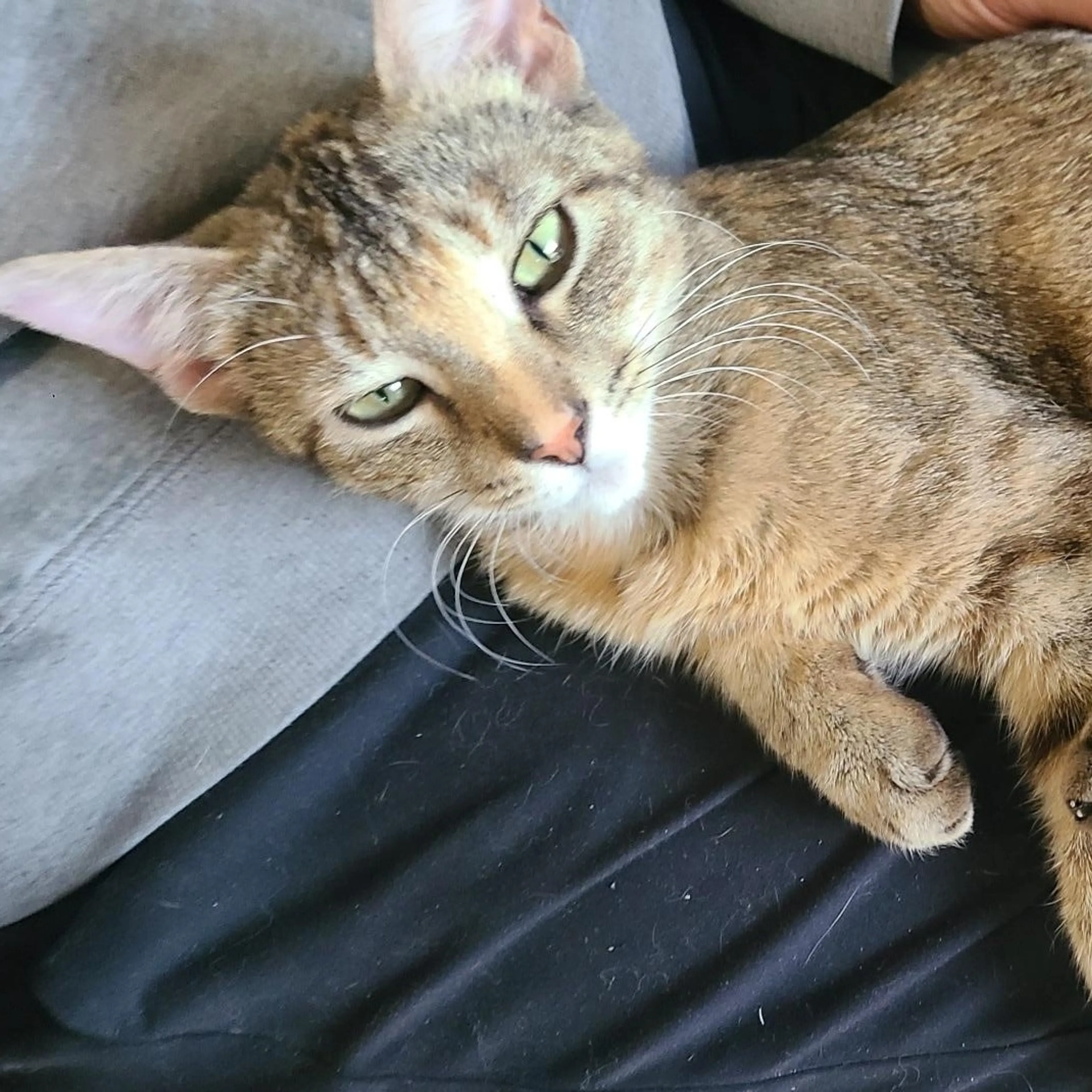 Found pet-2