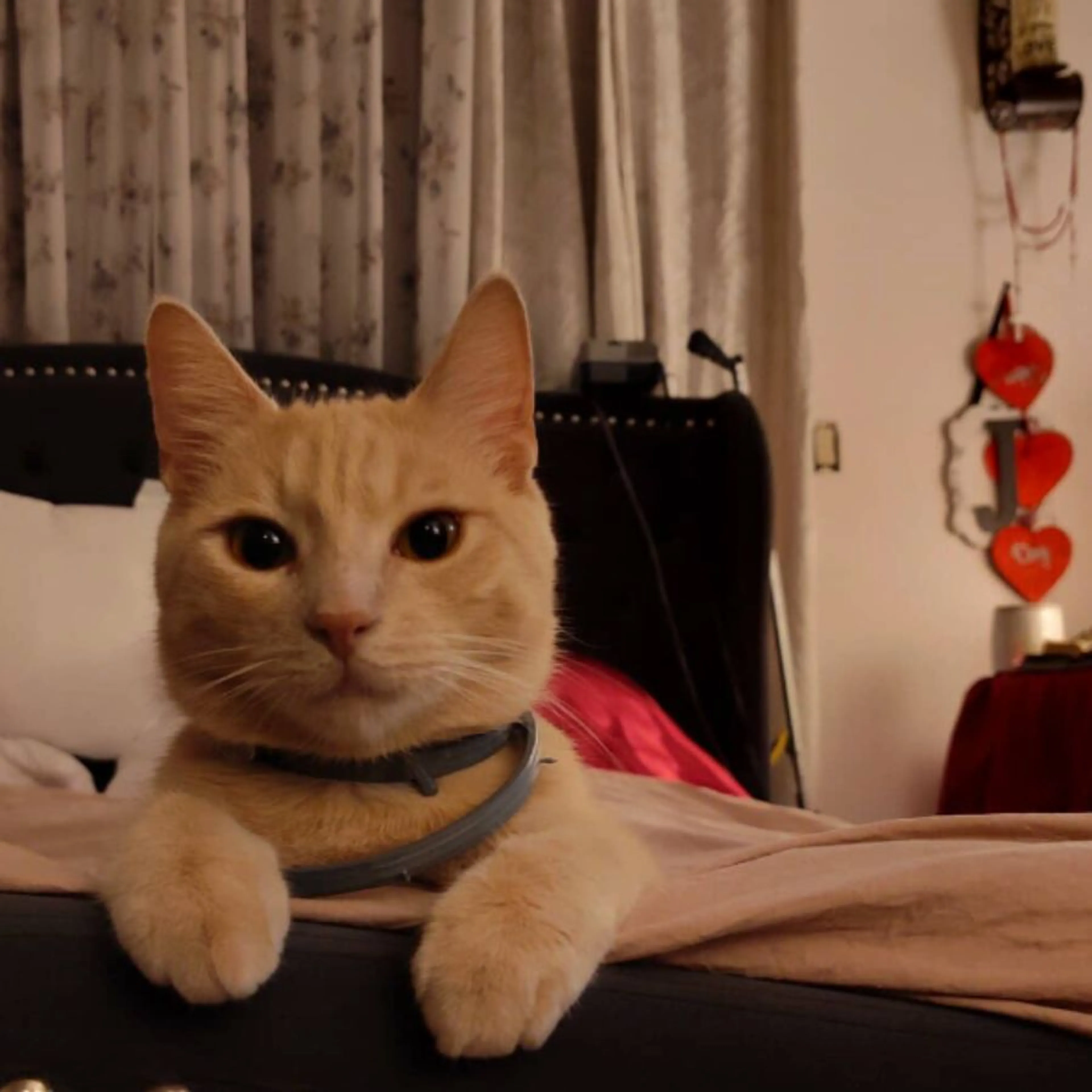 Lost pet