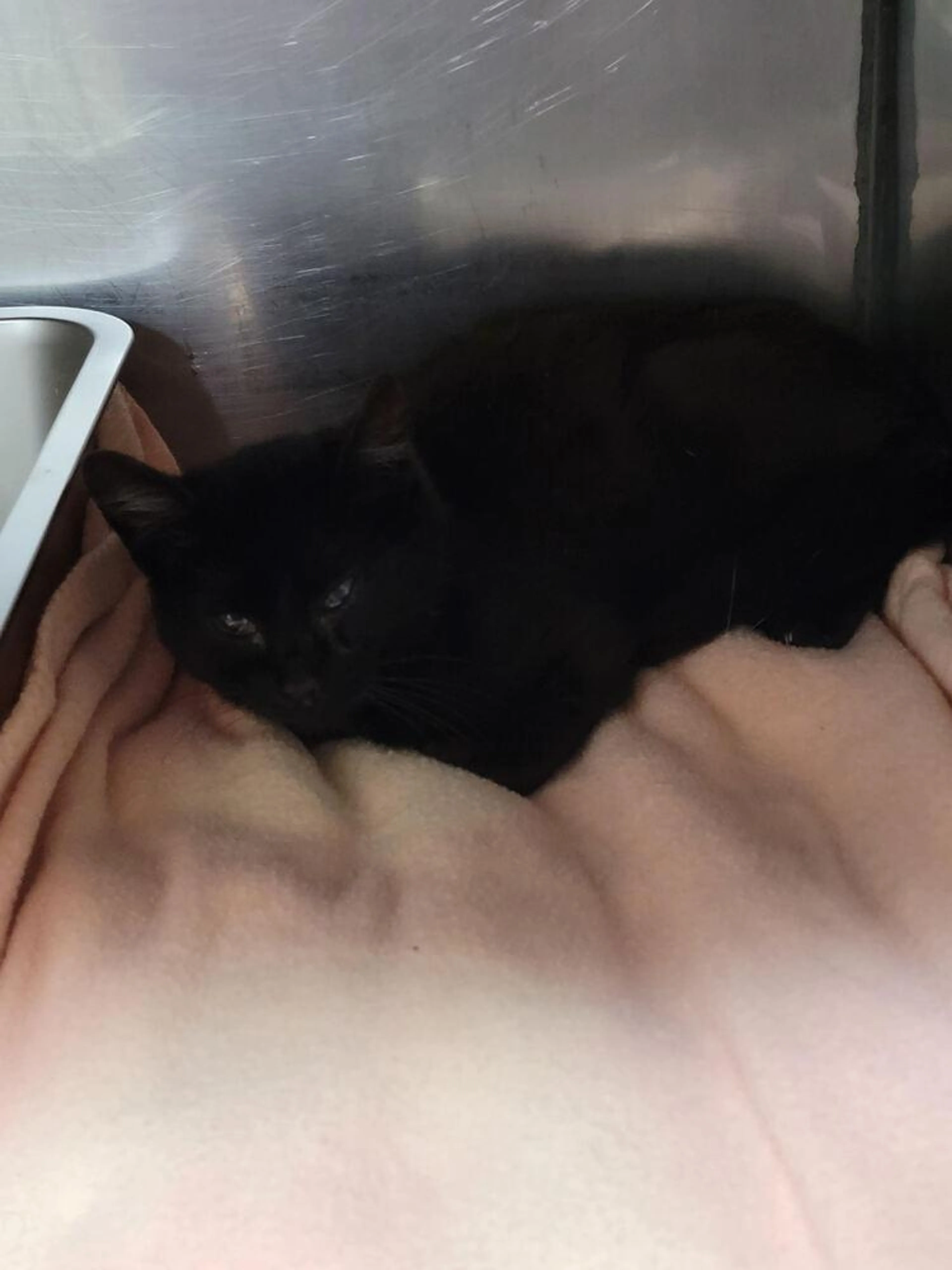 Found pet
