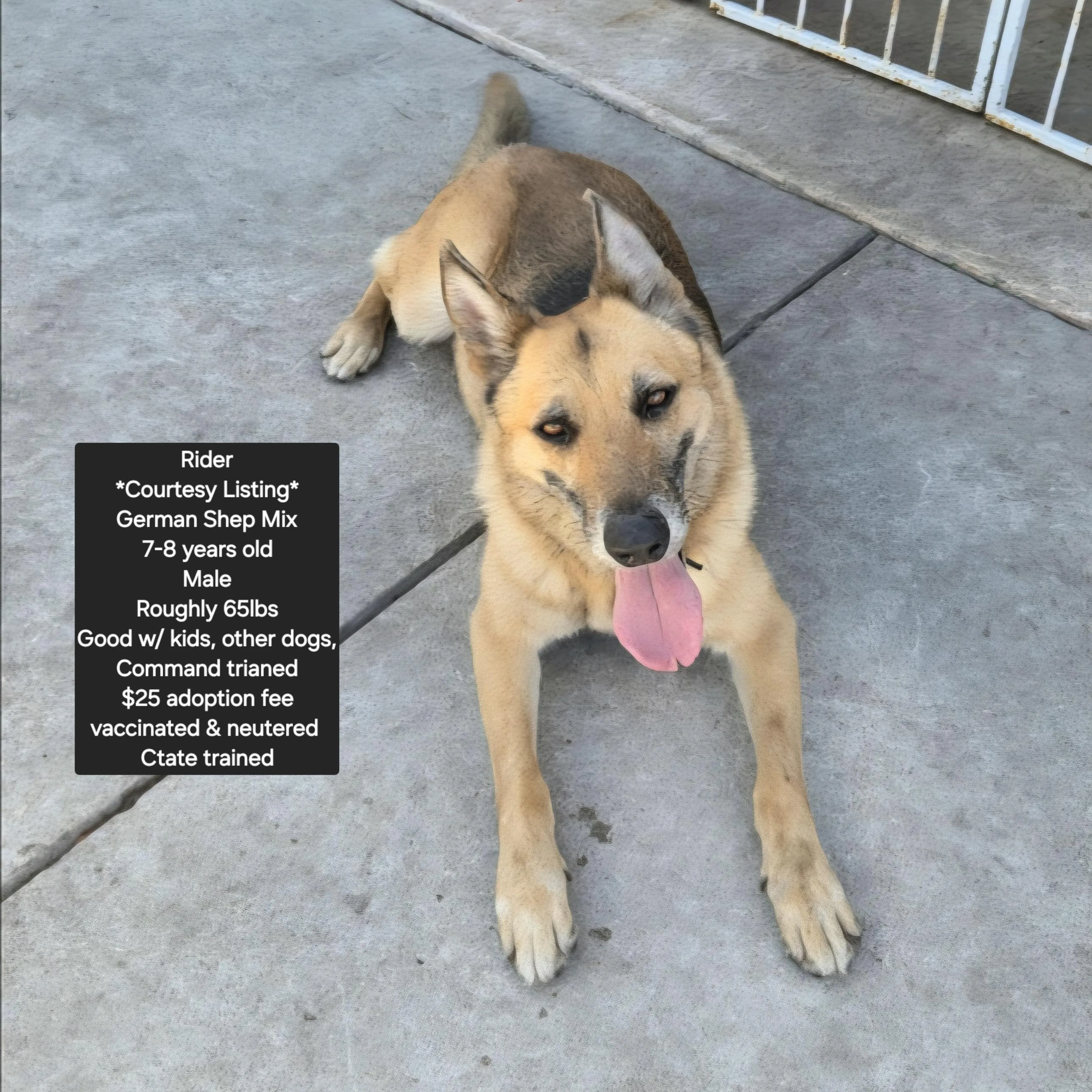 Found pet-1