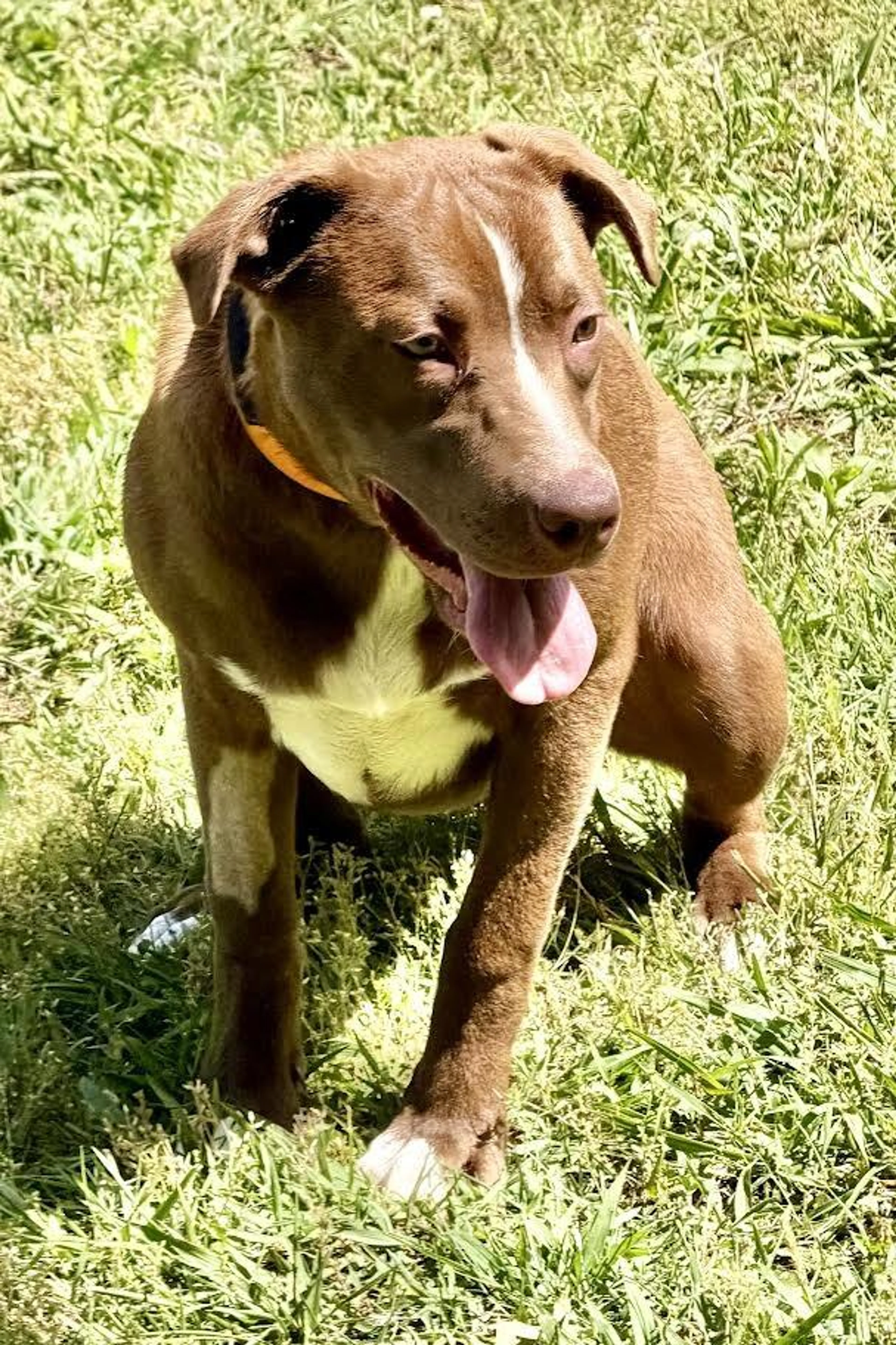 Found pet-1