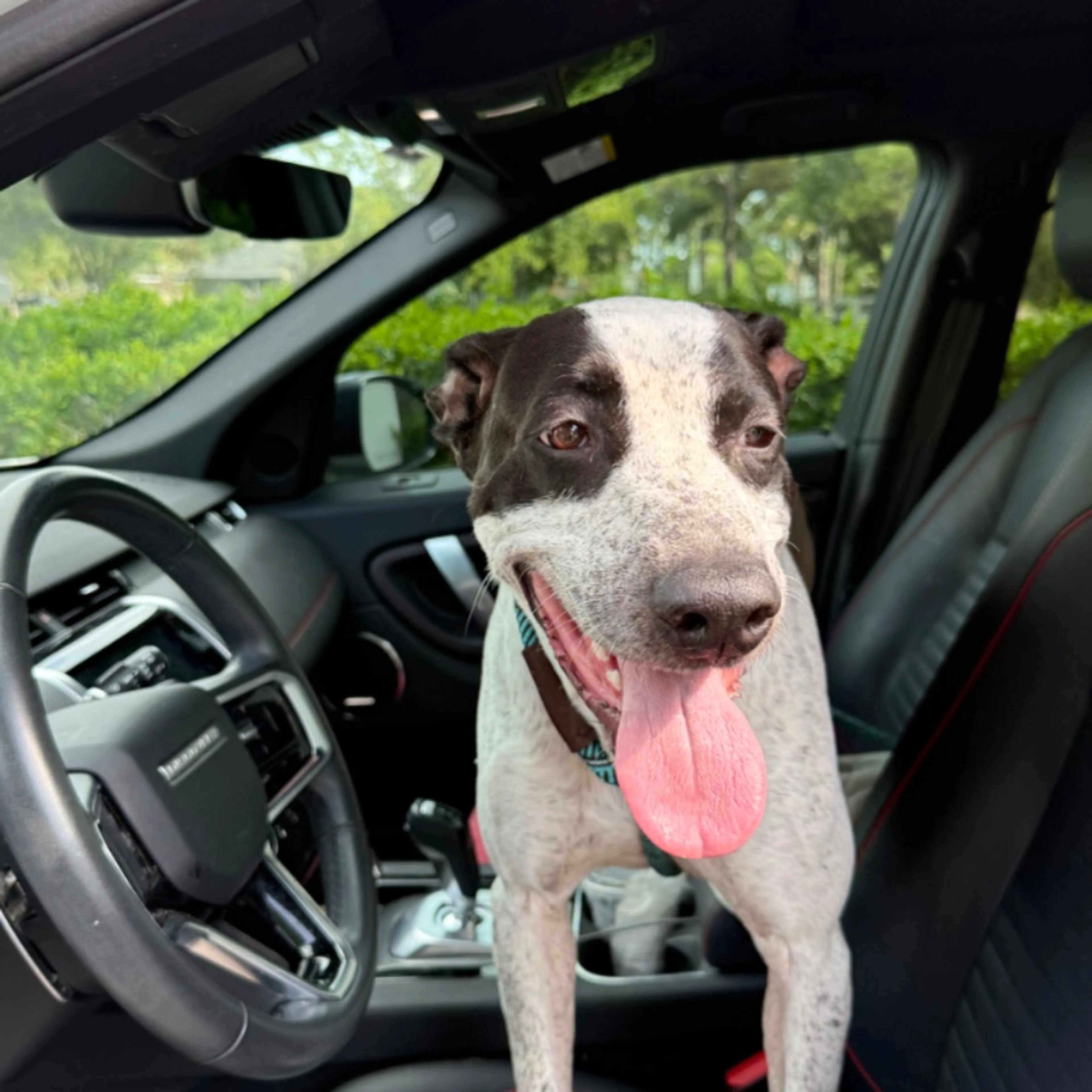 Found pet