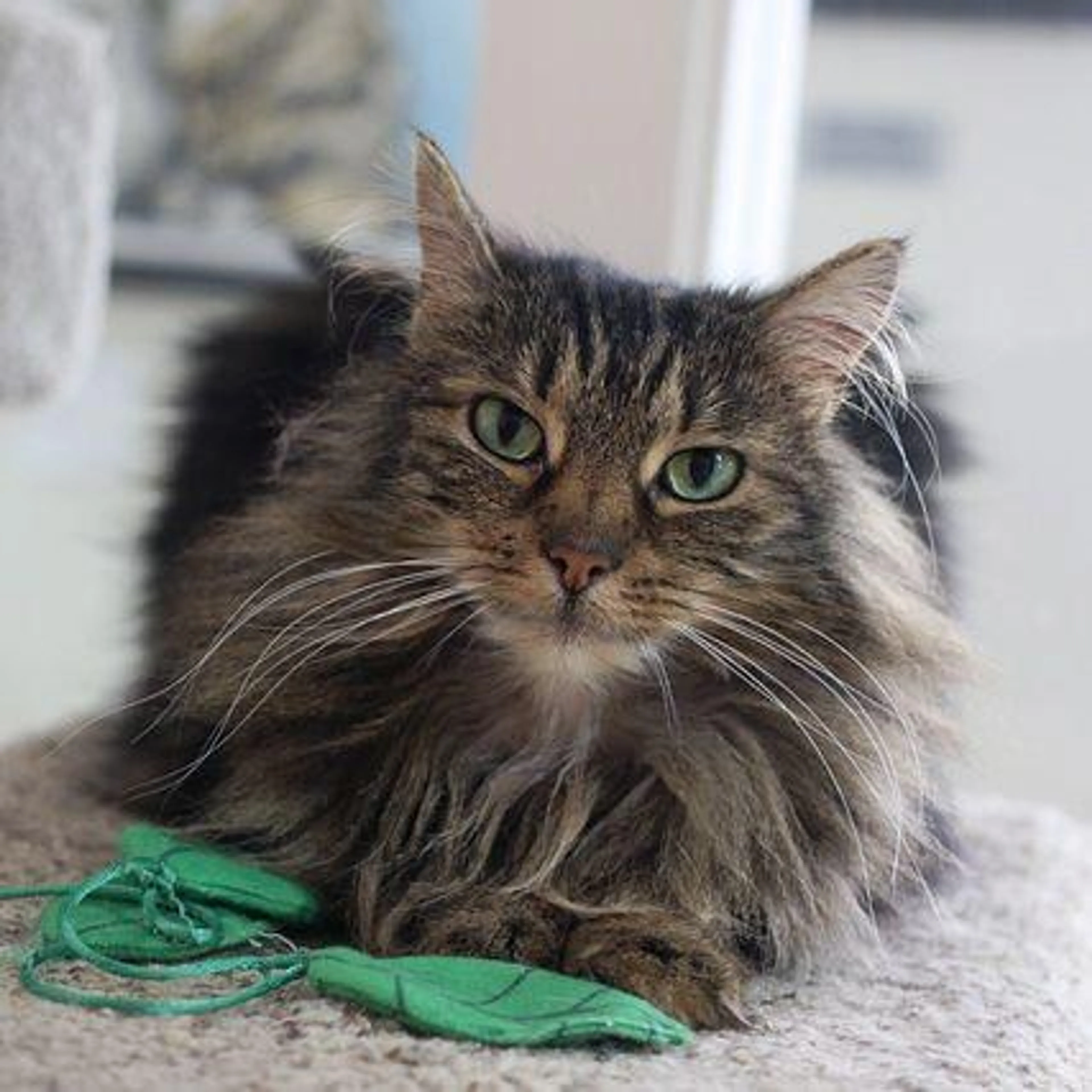 Found pet-3