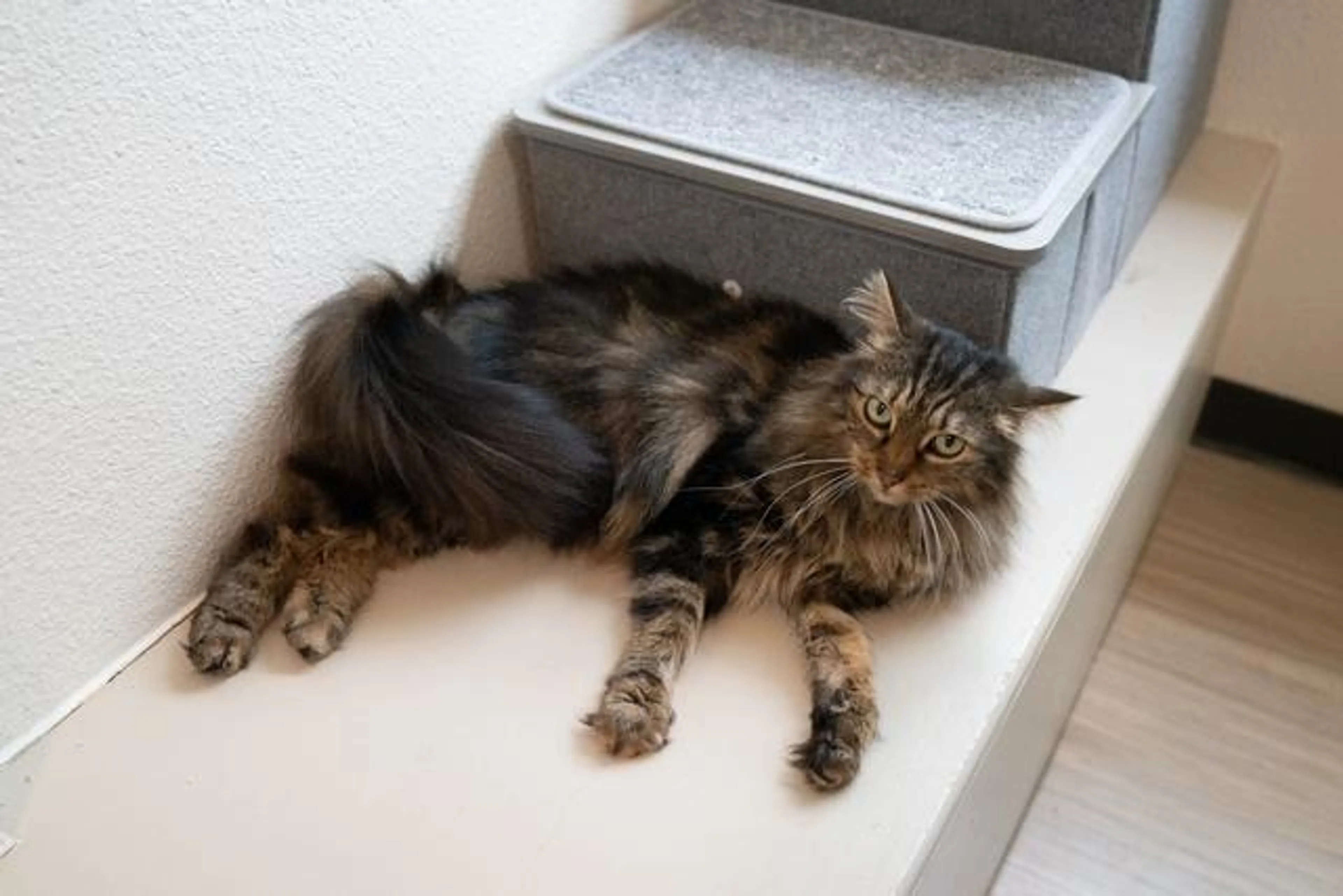 Found pet-1