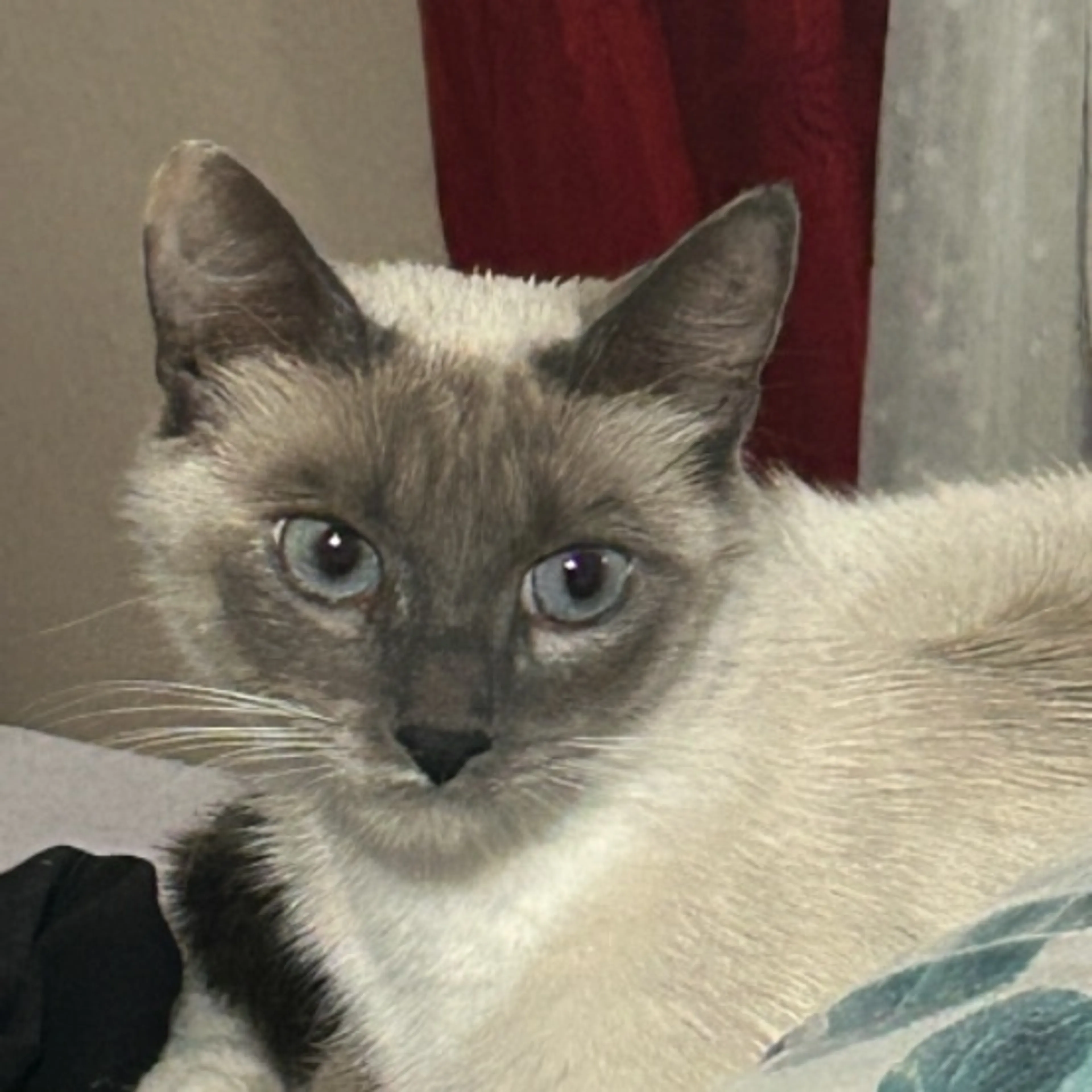 Lost pet