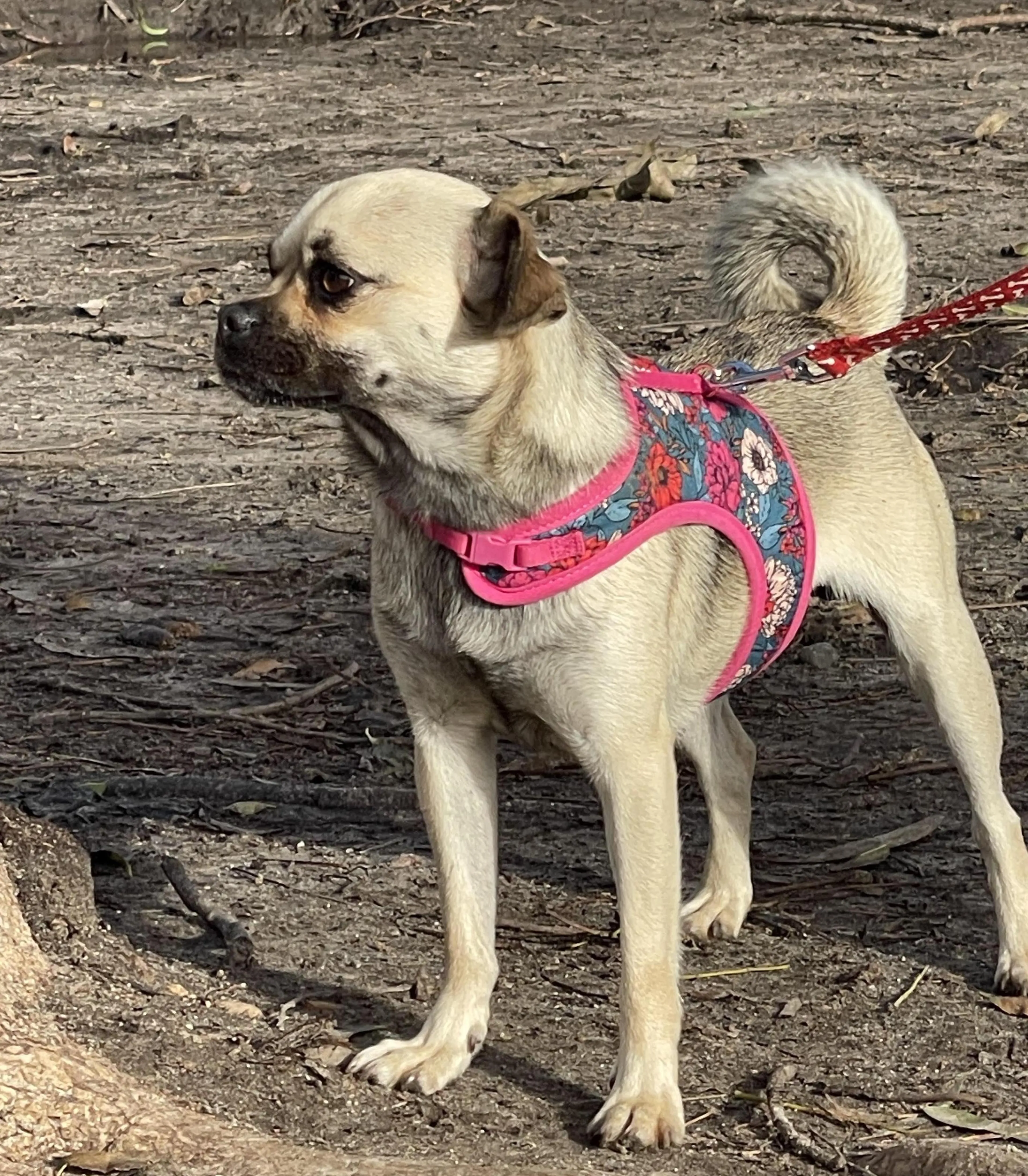 Found pet-1