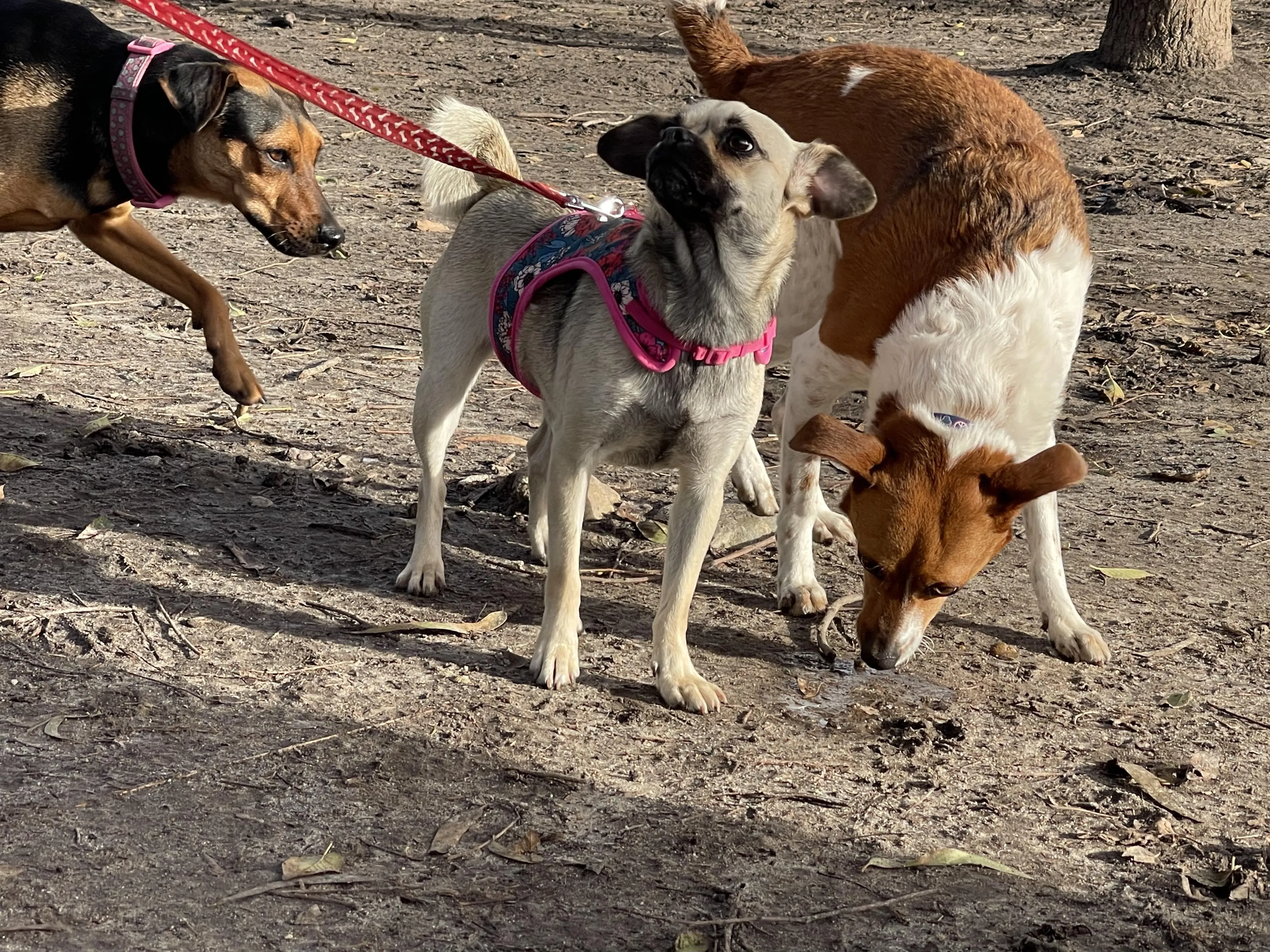 Found pet-2