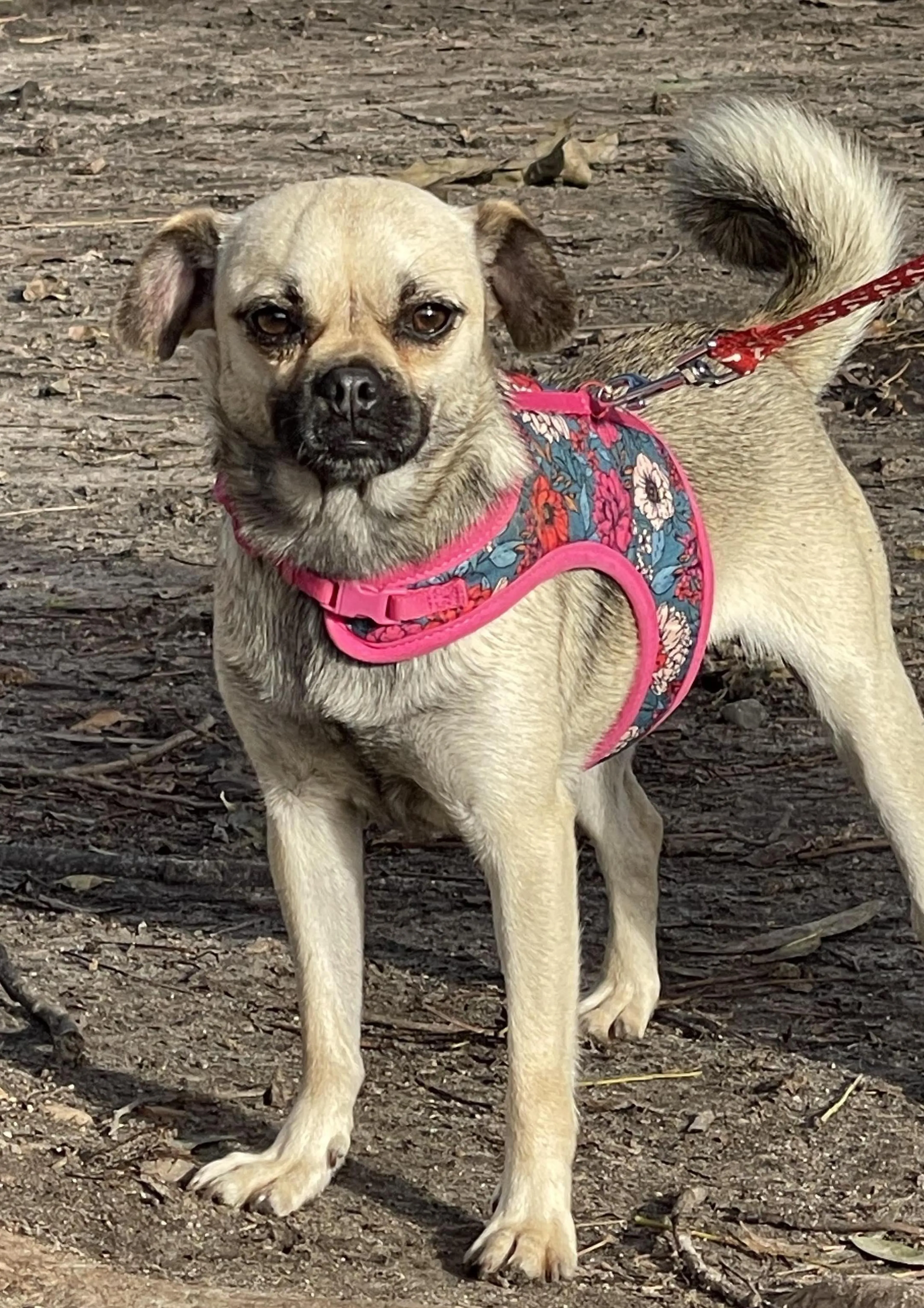 Found pet-3