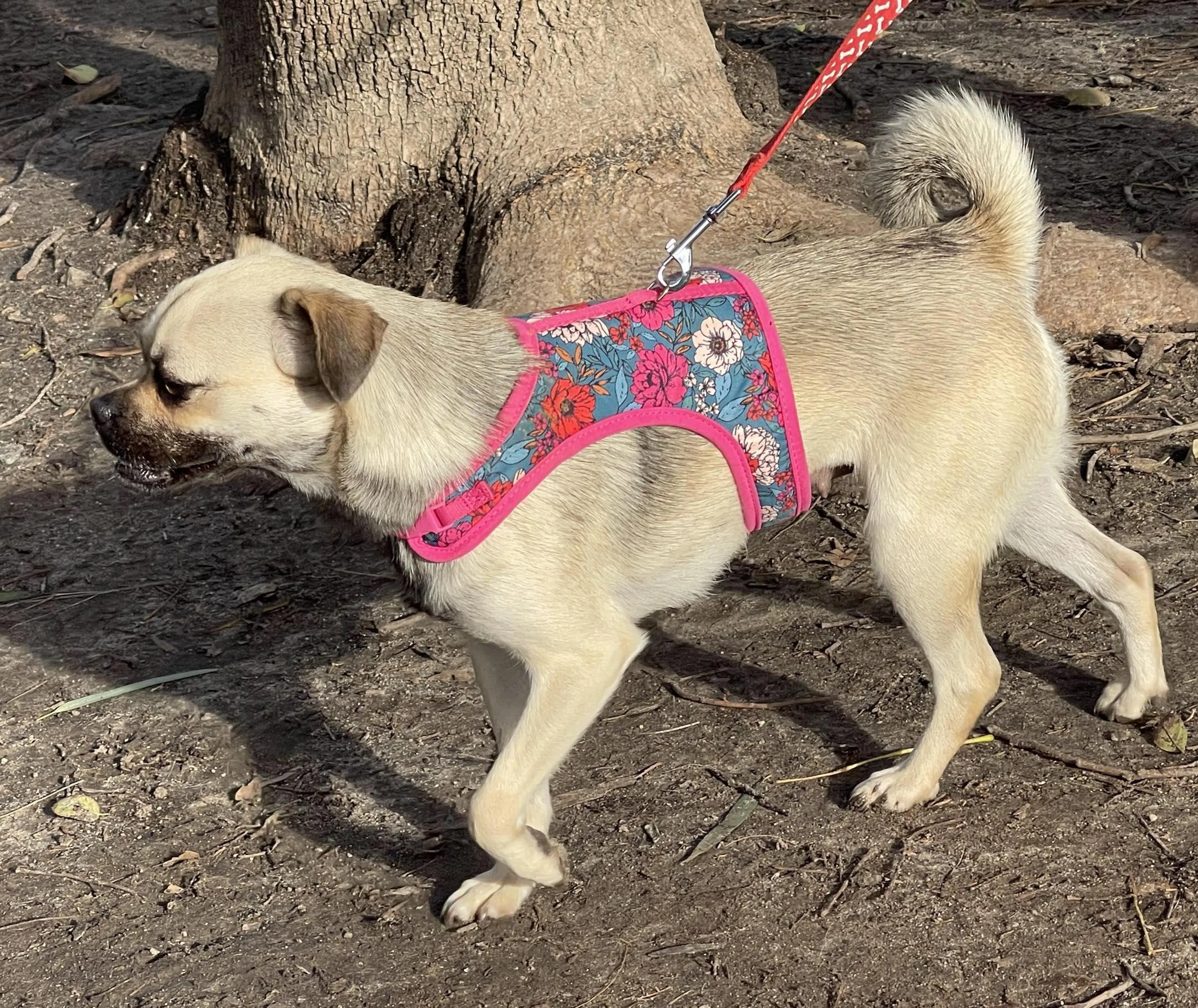 Found pet-4