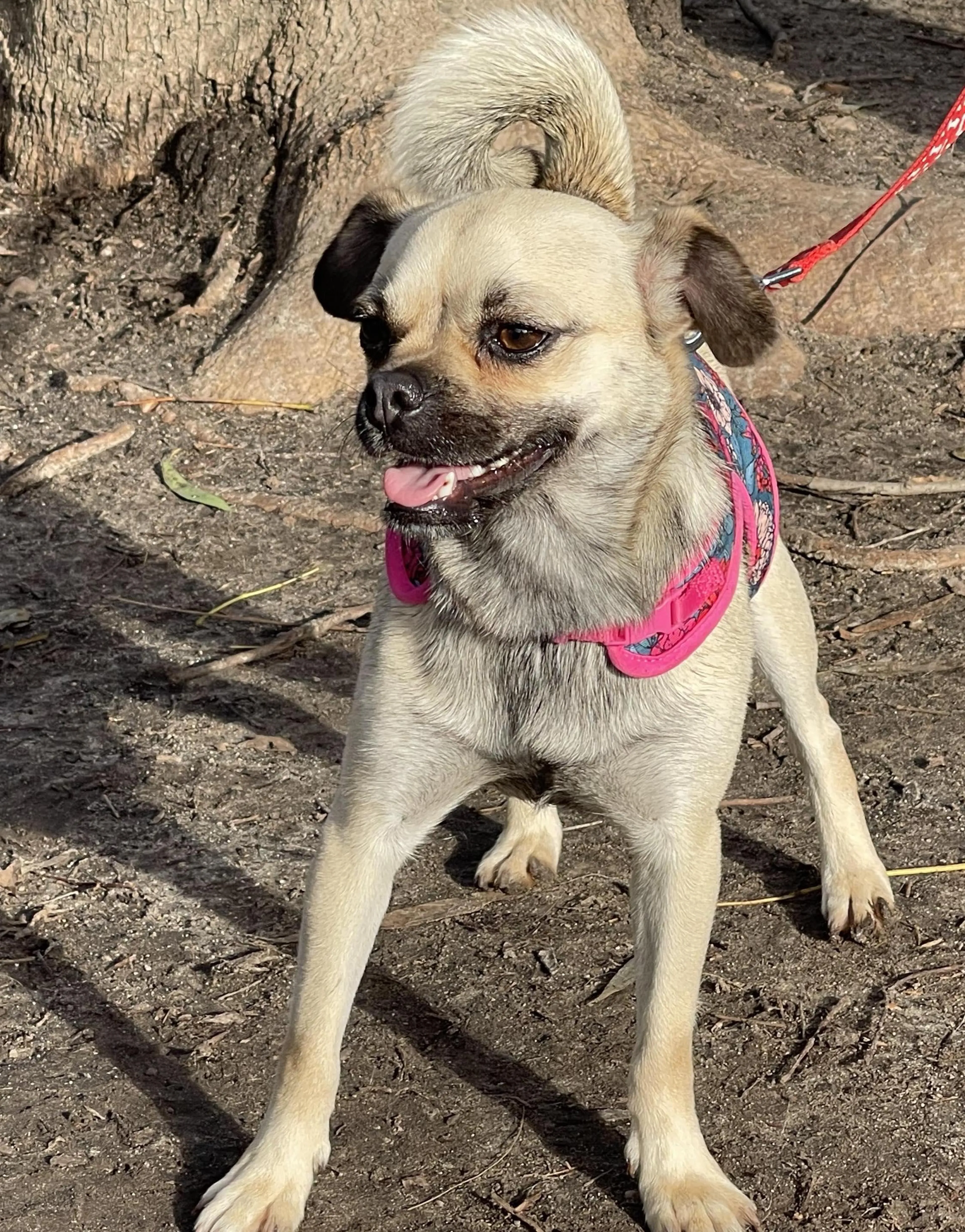 Found pet-5