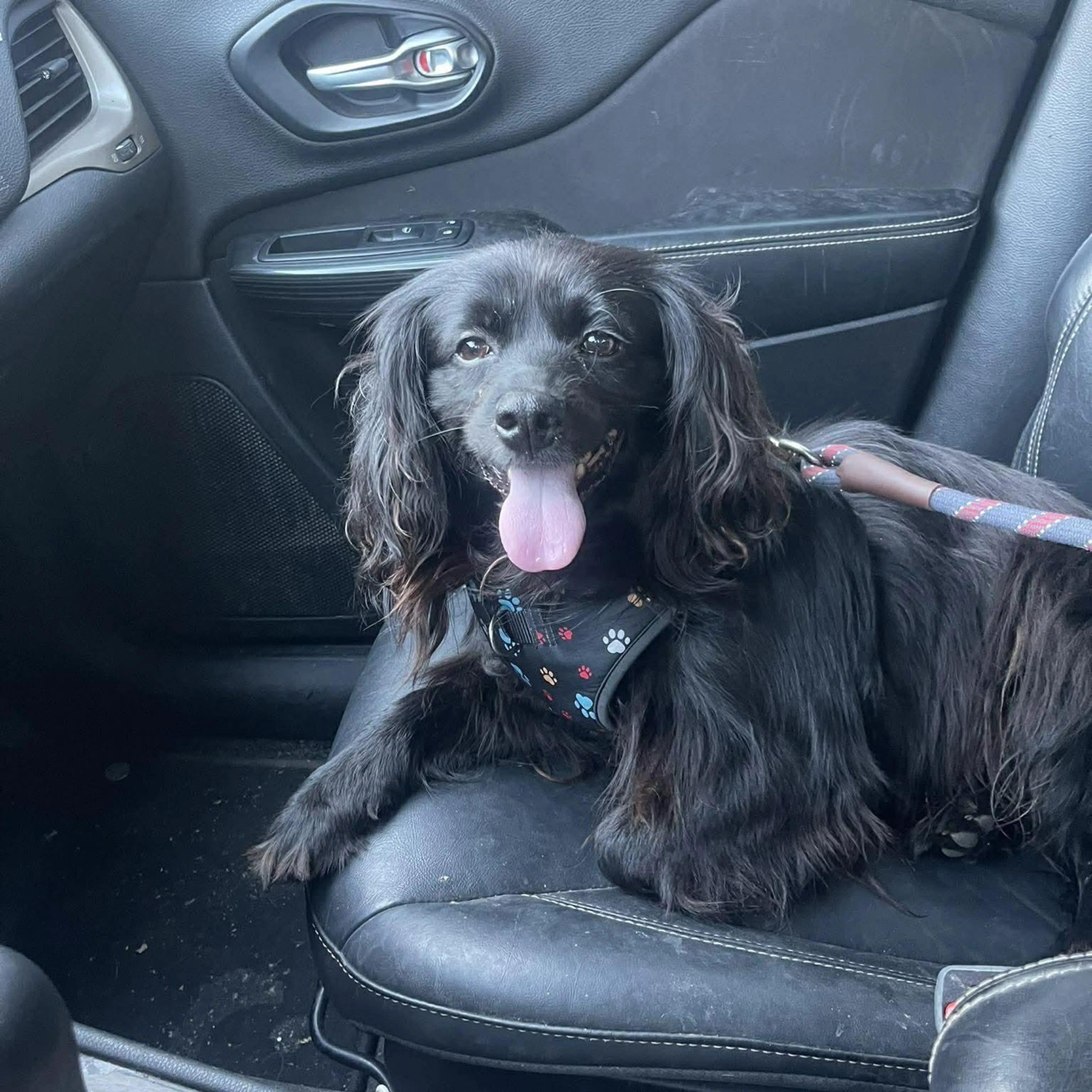 Found pet-1