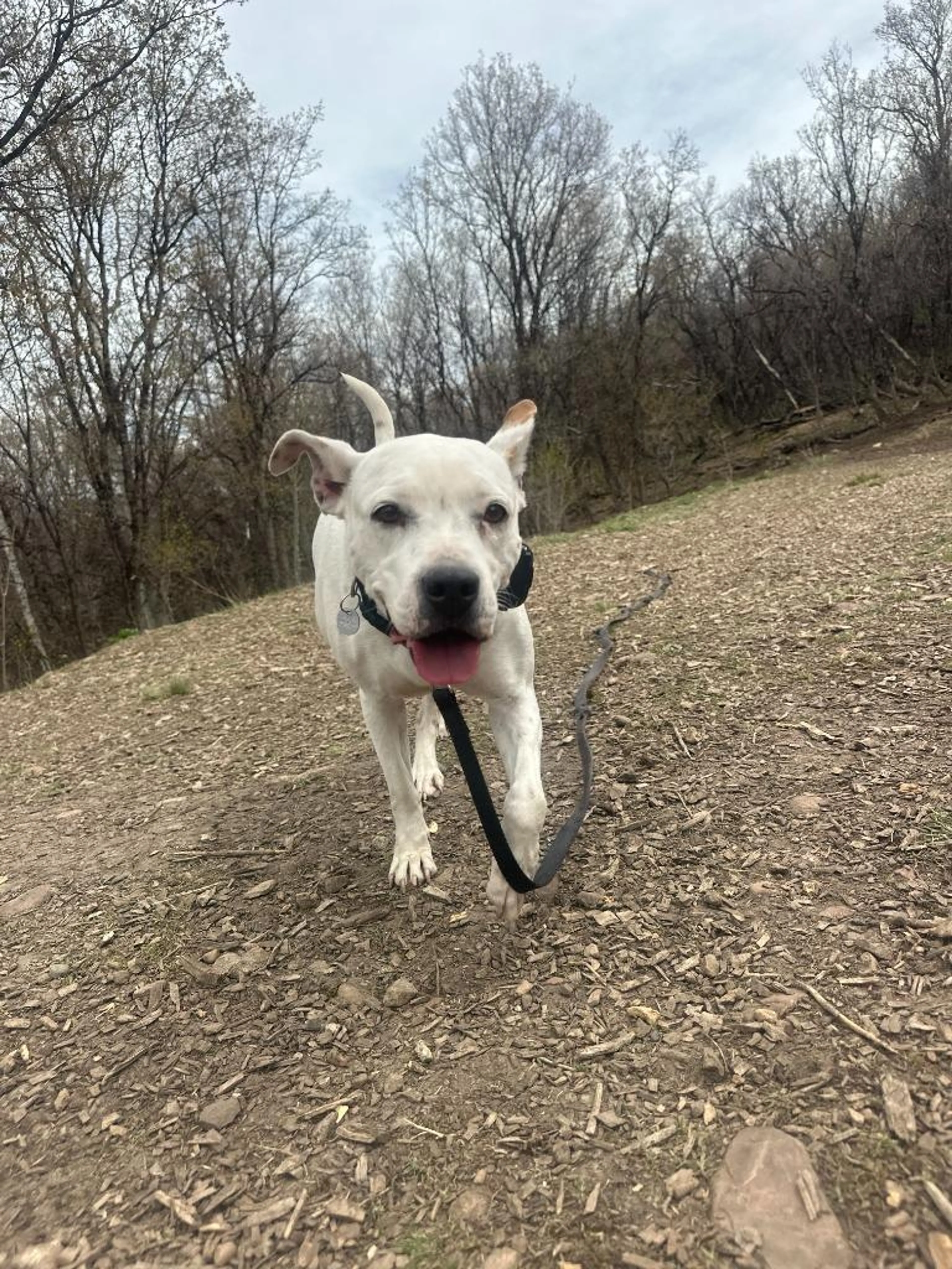 Found pet-5