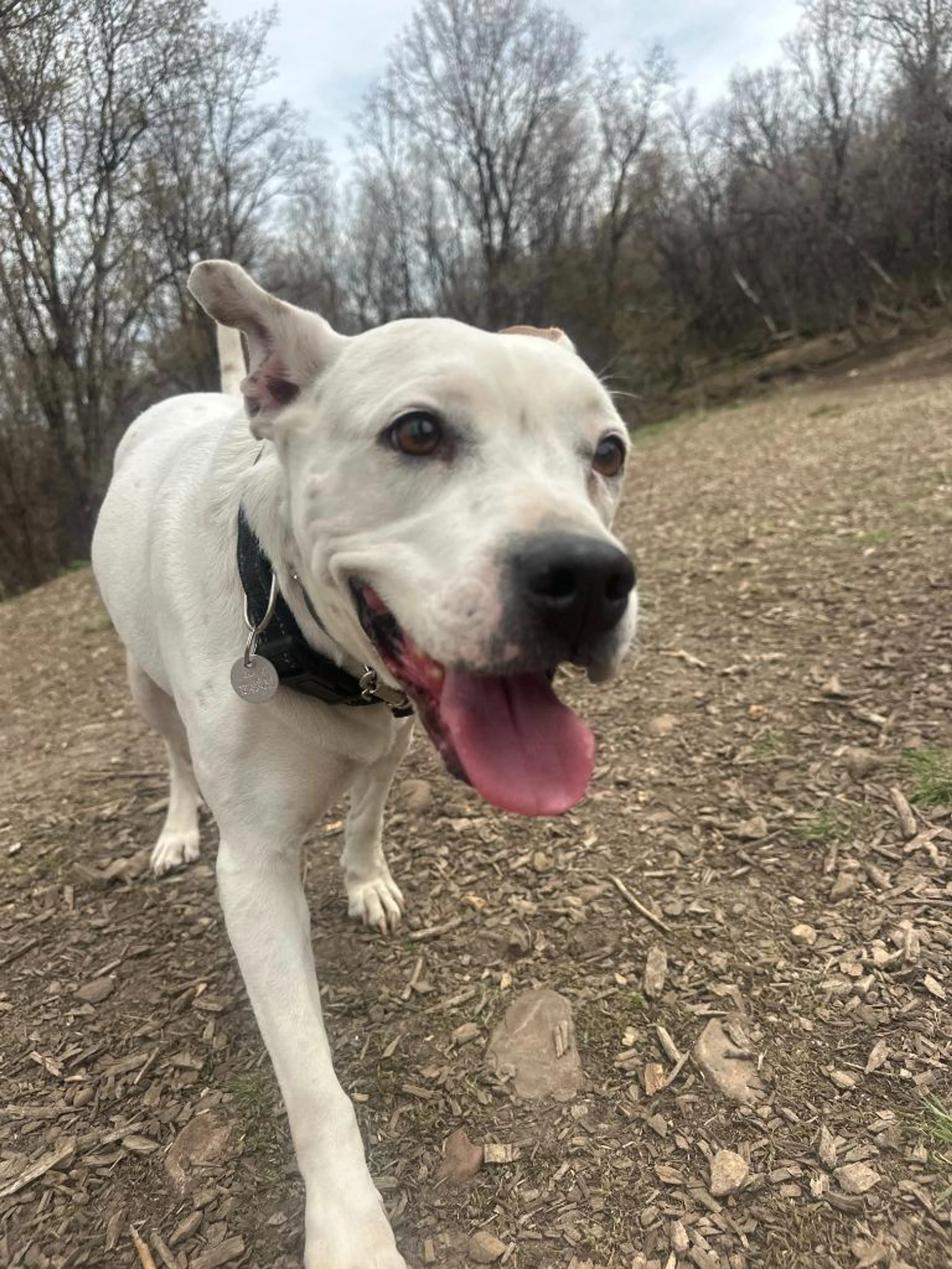 Found pet-4