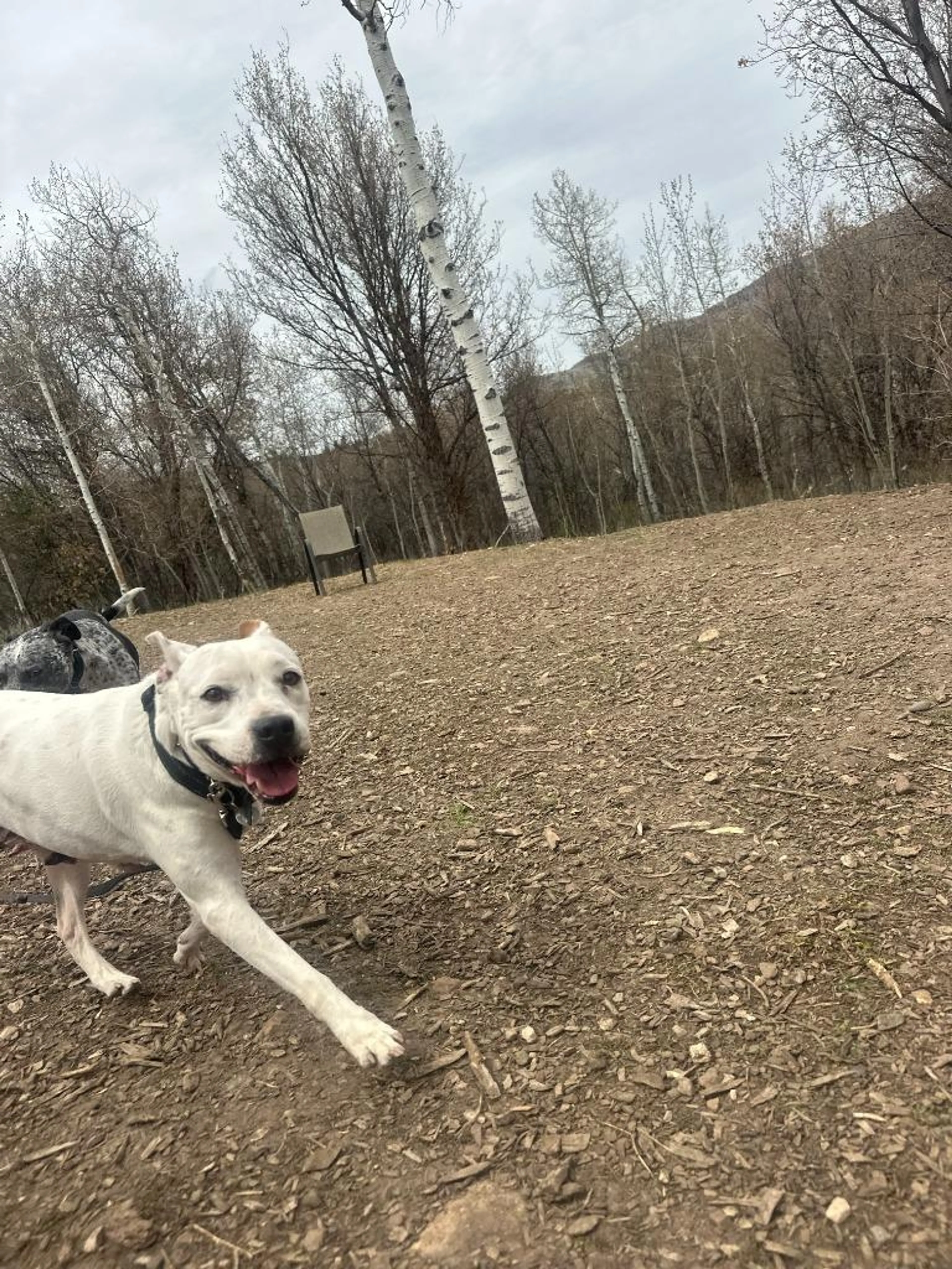 Found pet-3