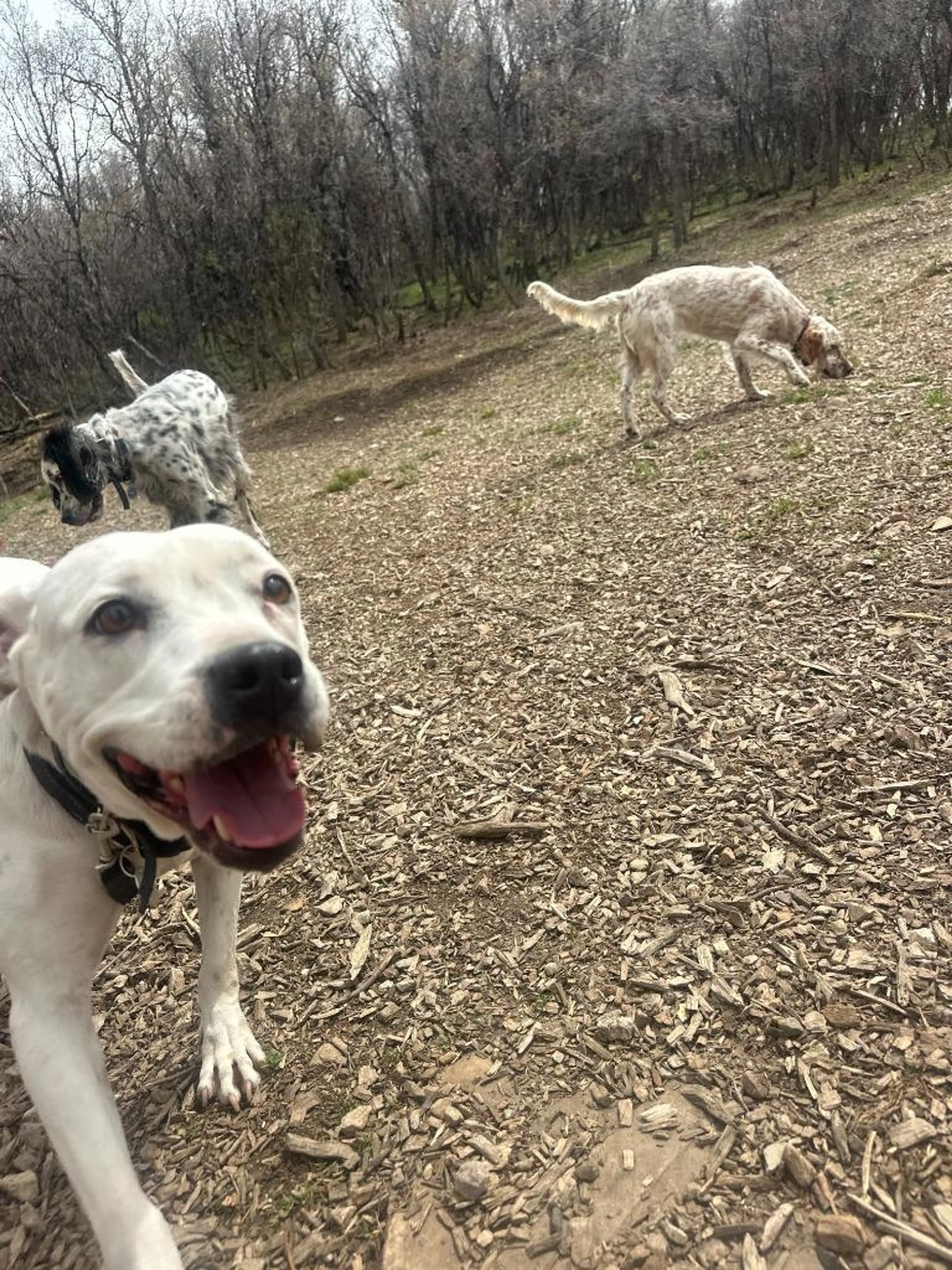 Found pet-2