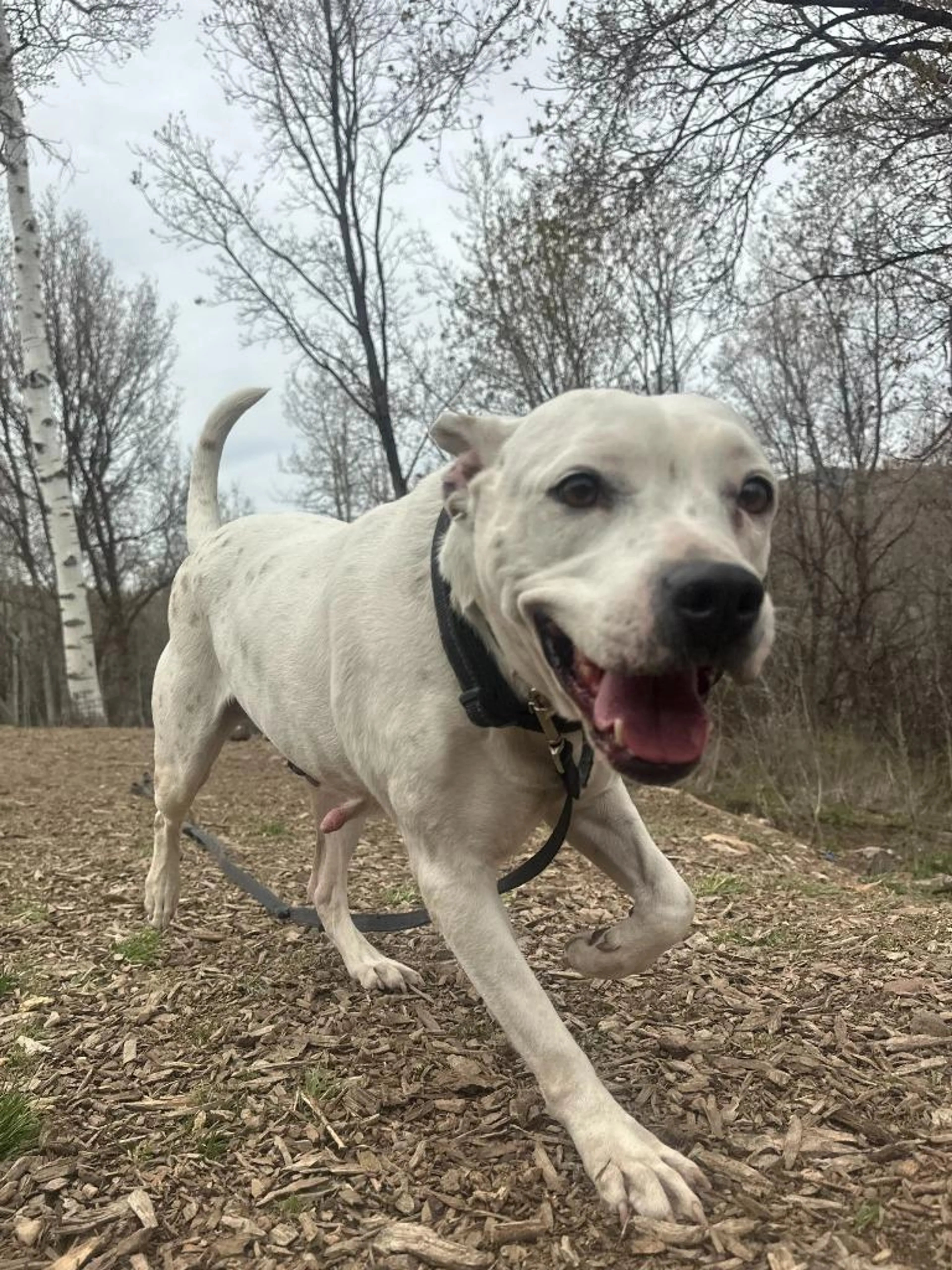 Found pet-1