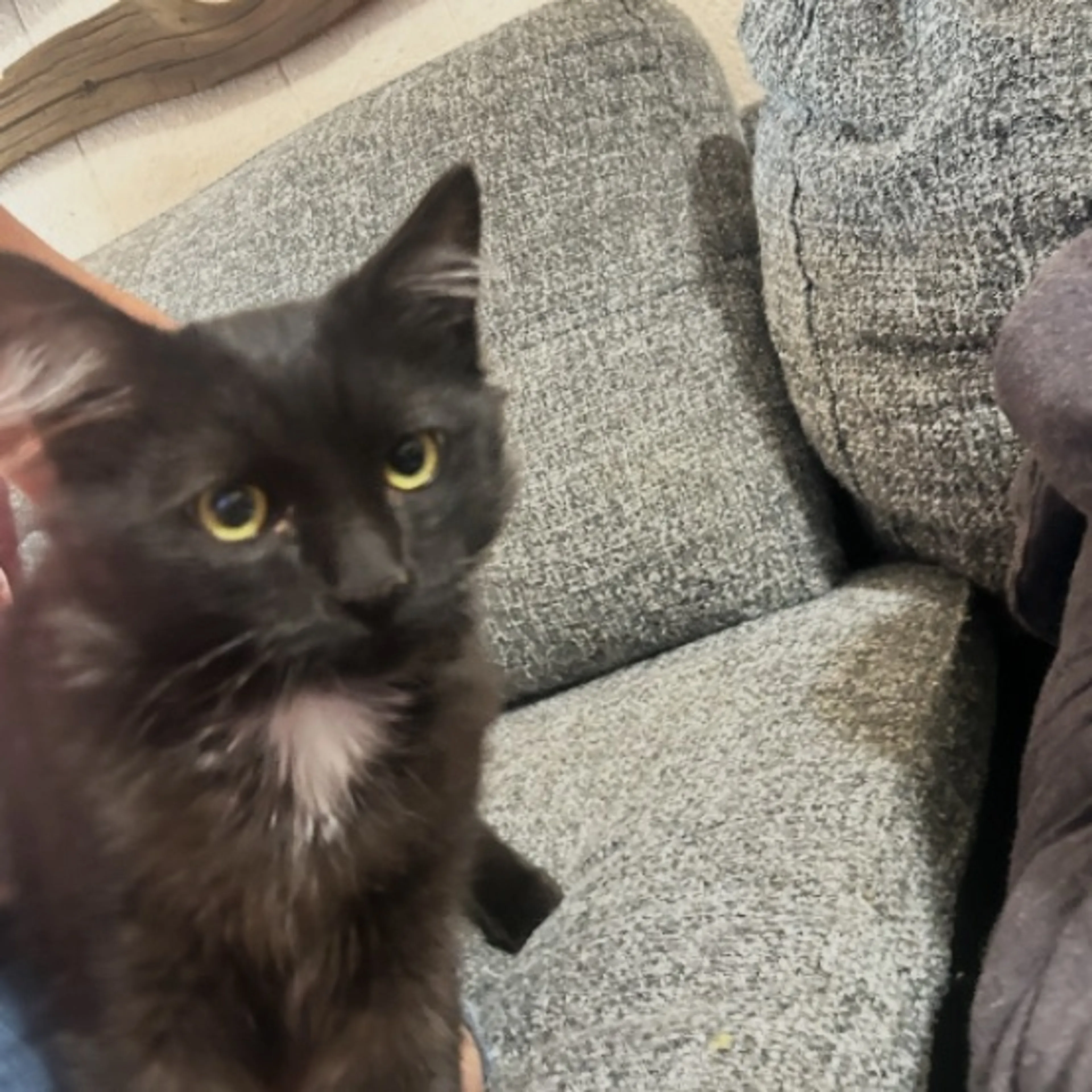 Lost pet