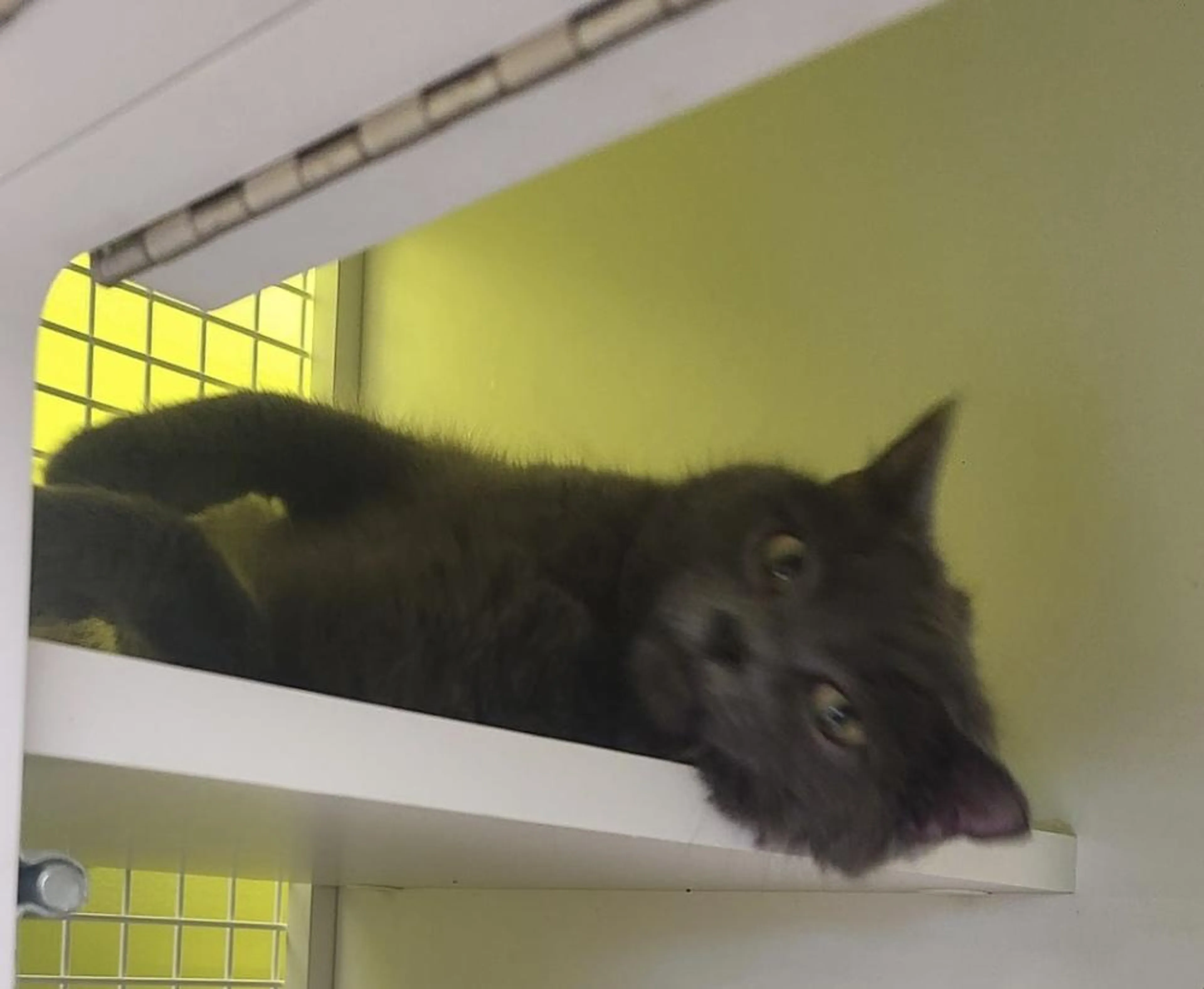 Found pet