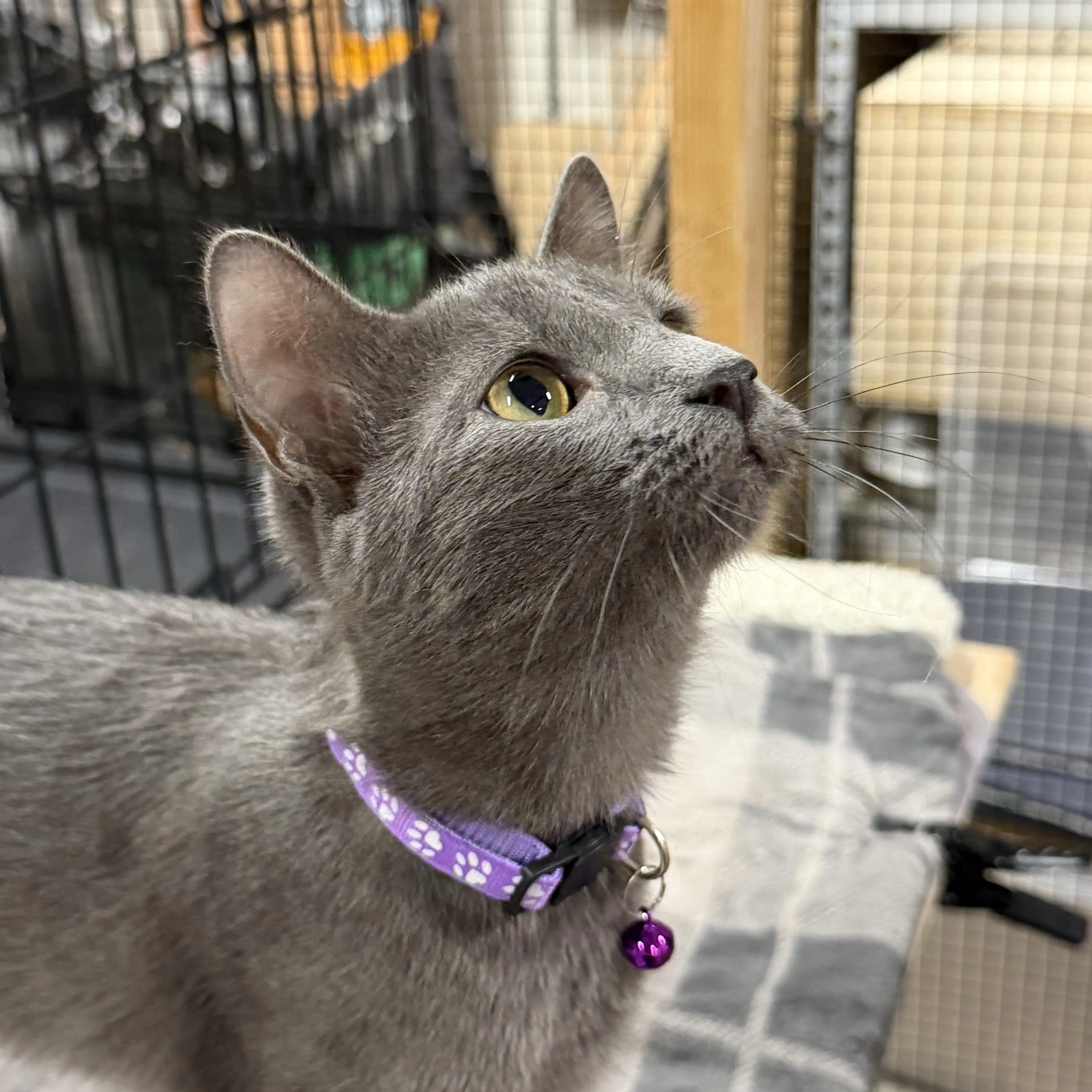 Found pet-2