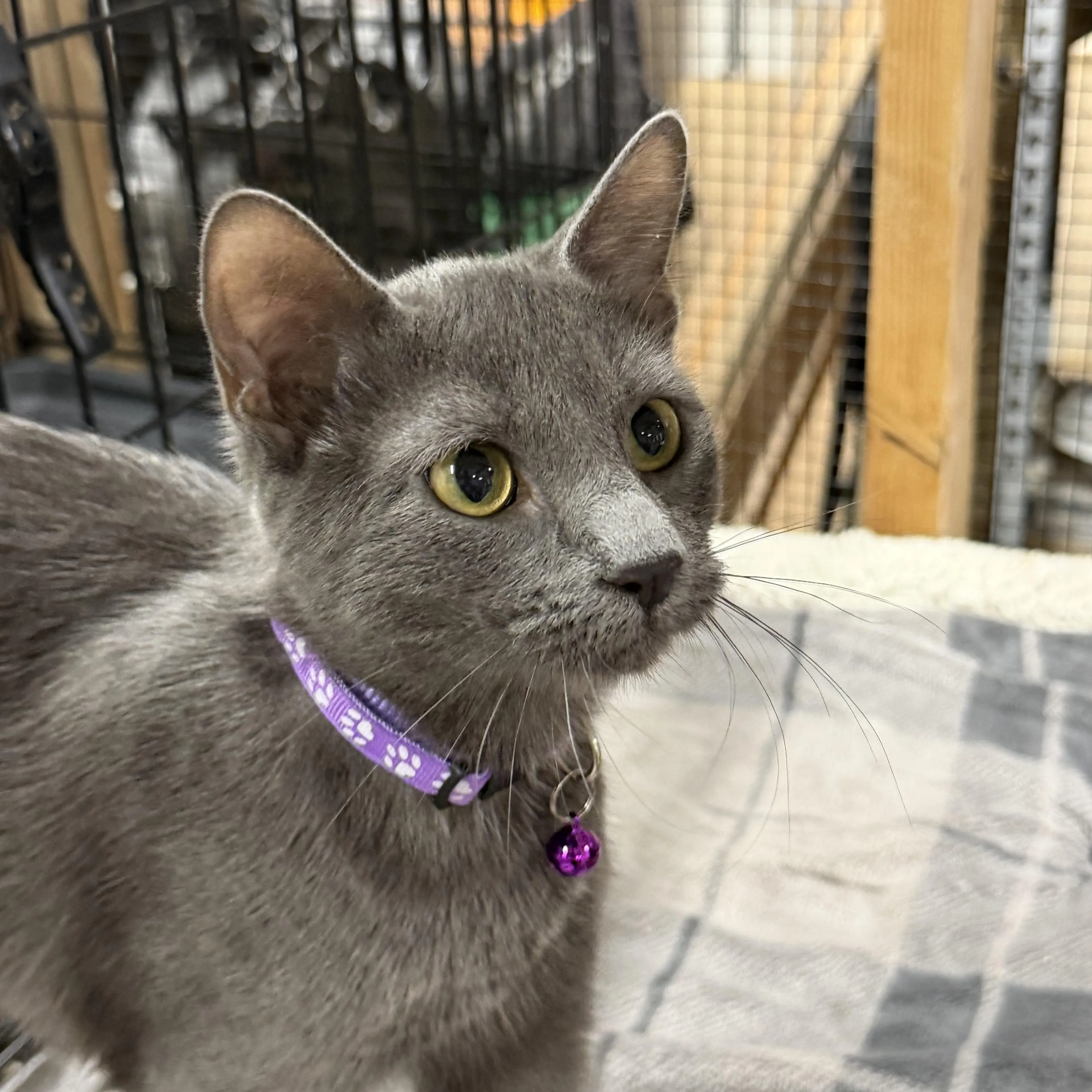 Found pet-1