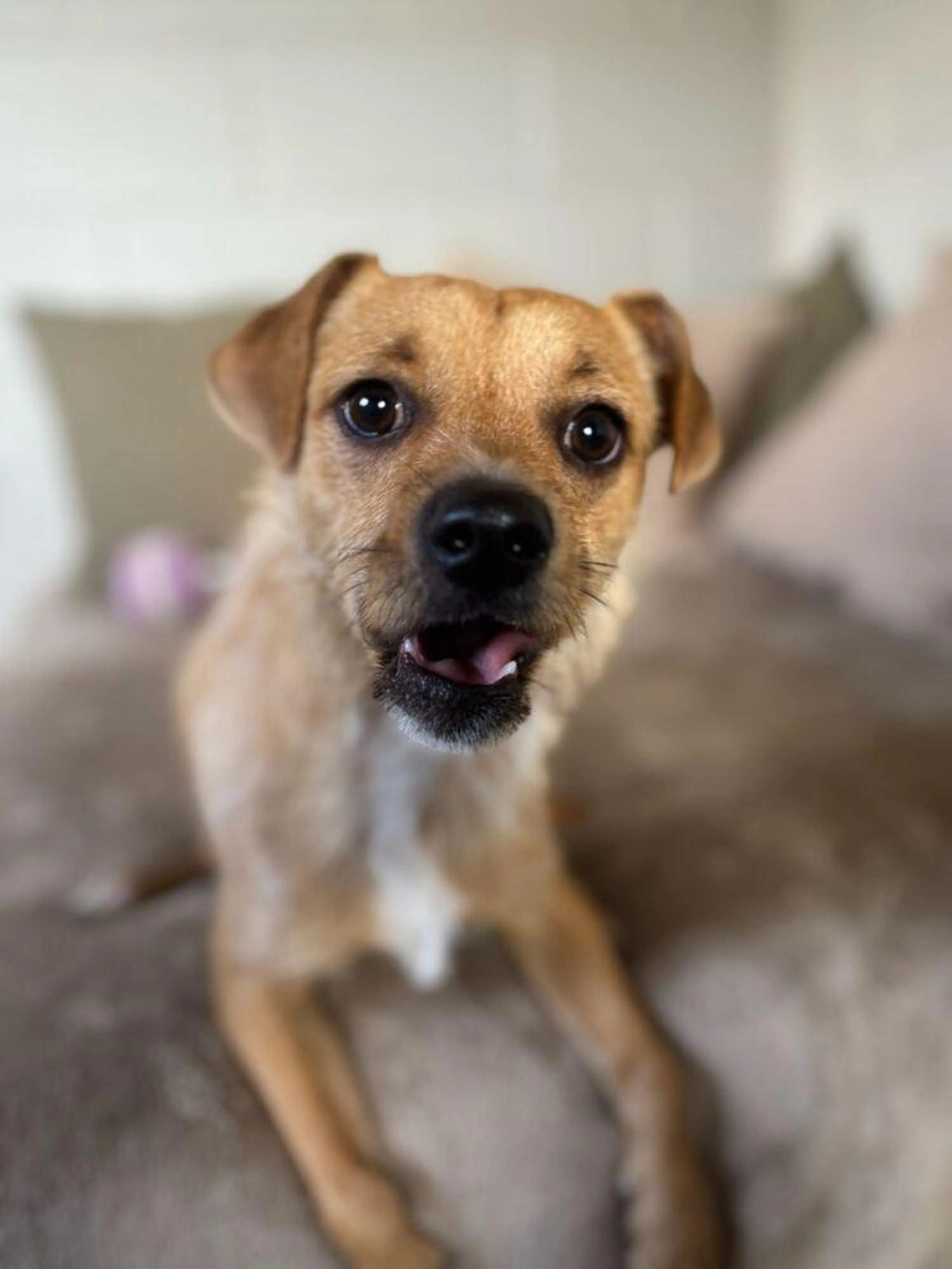 Found pet-0