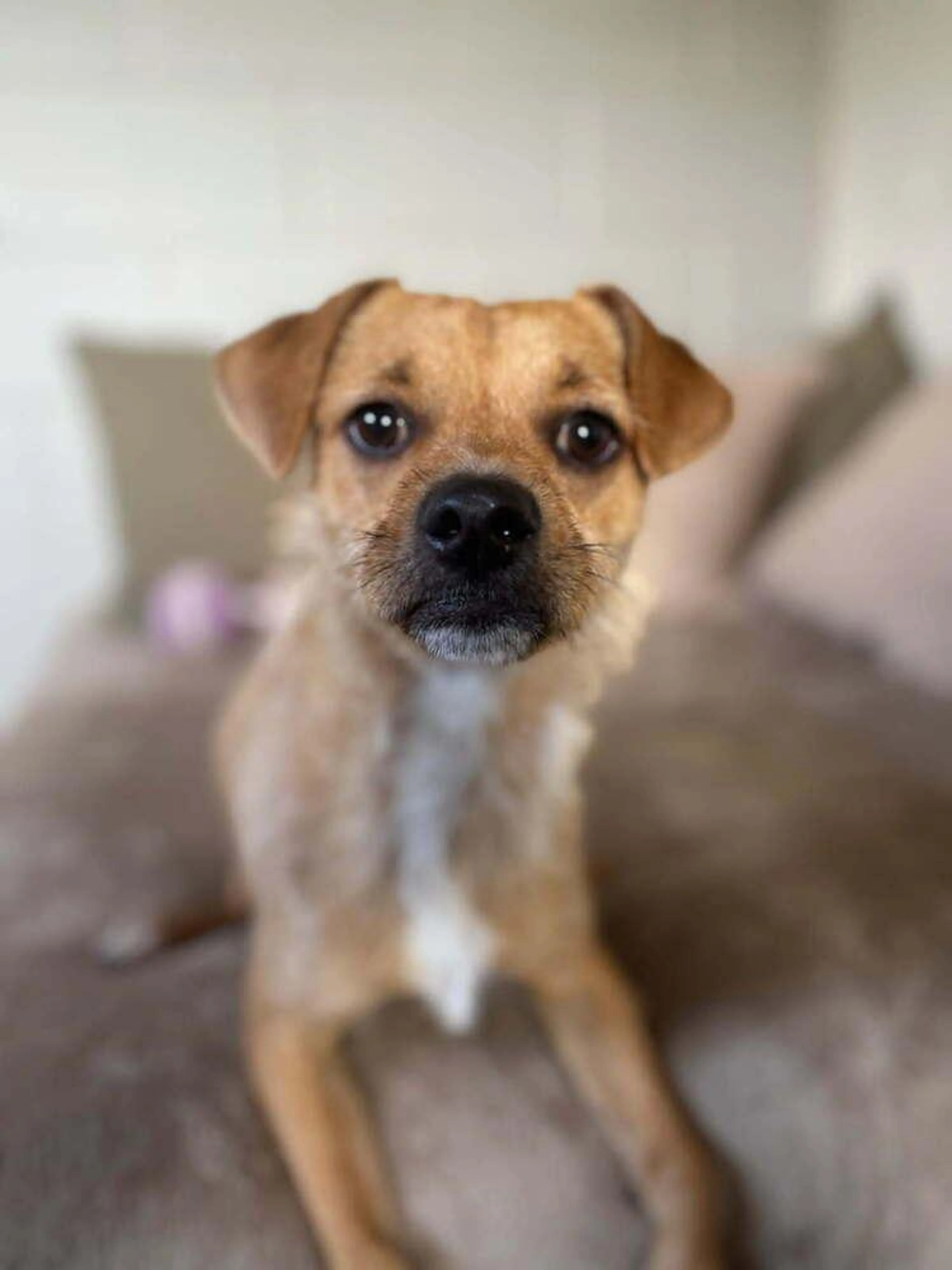 Found pet-1