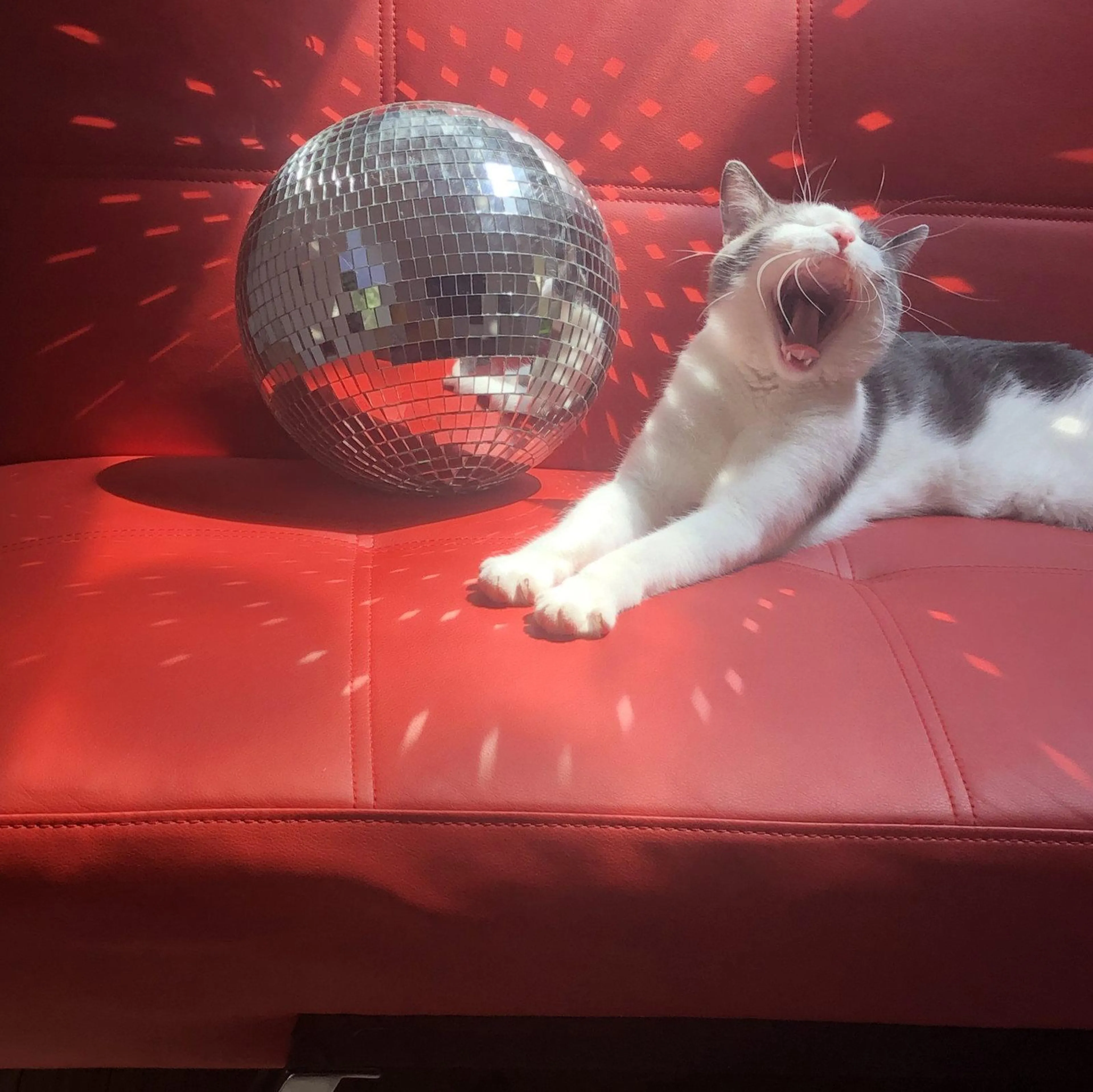 Found pet-1