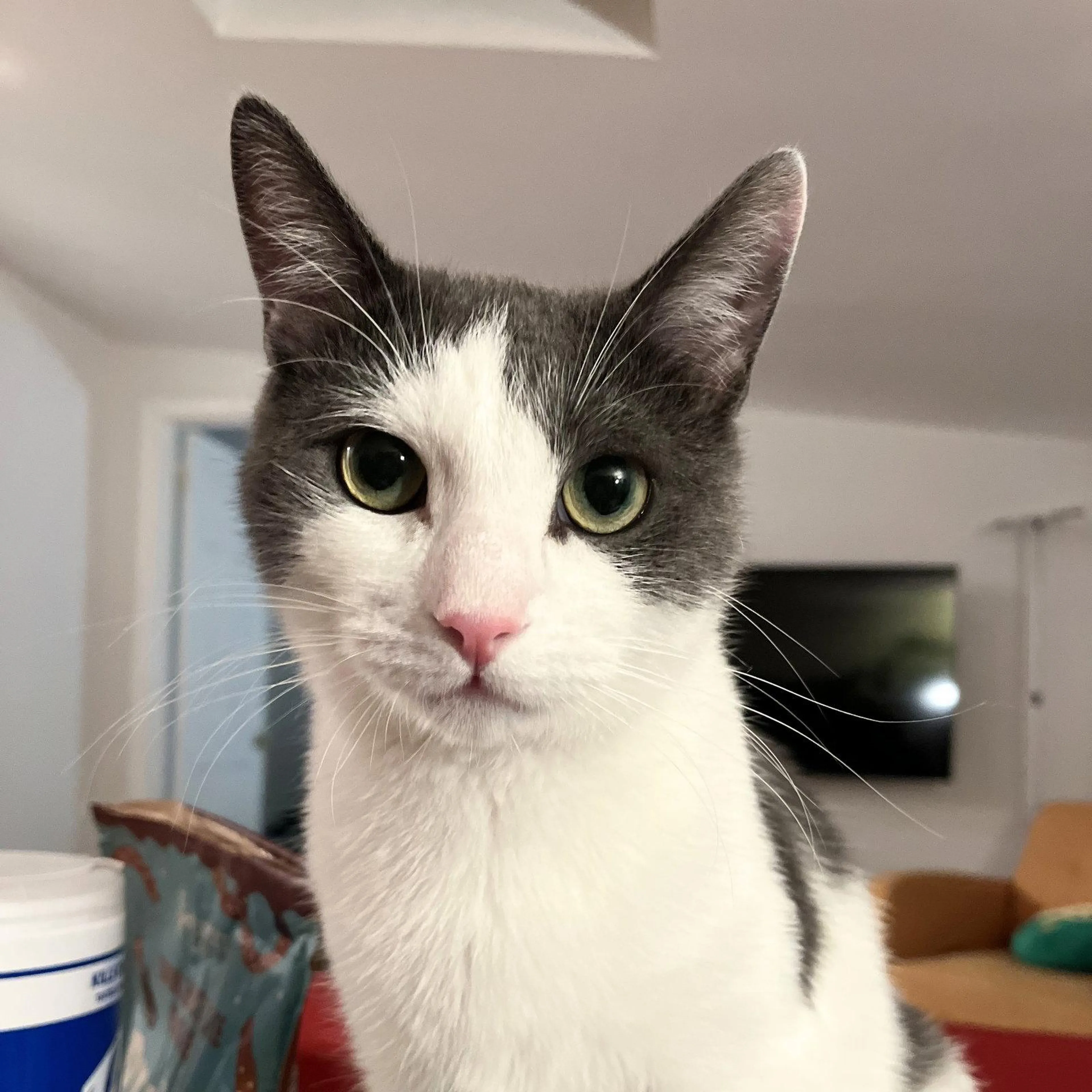 Found pet-0