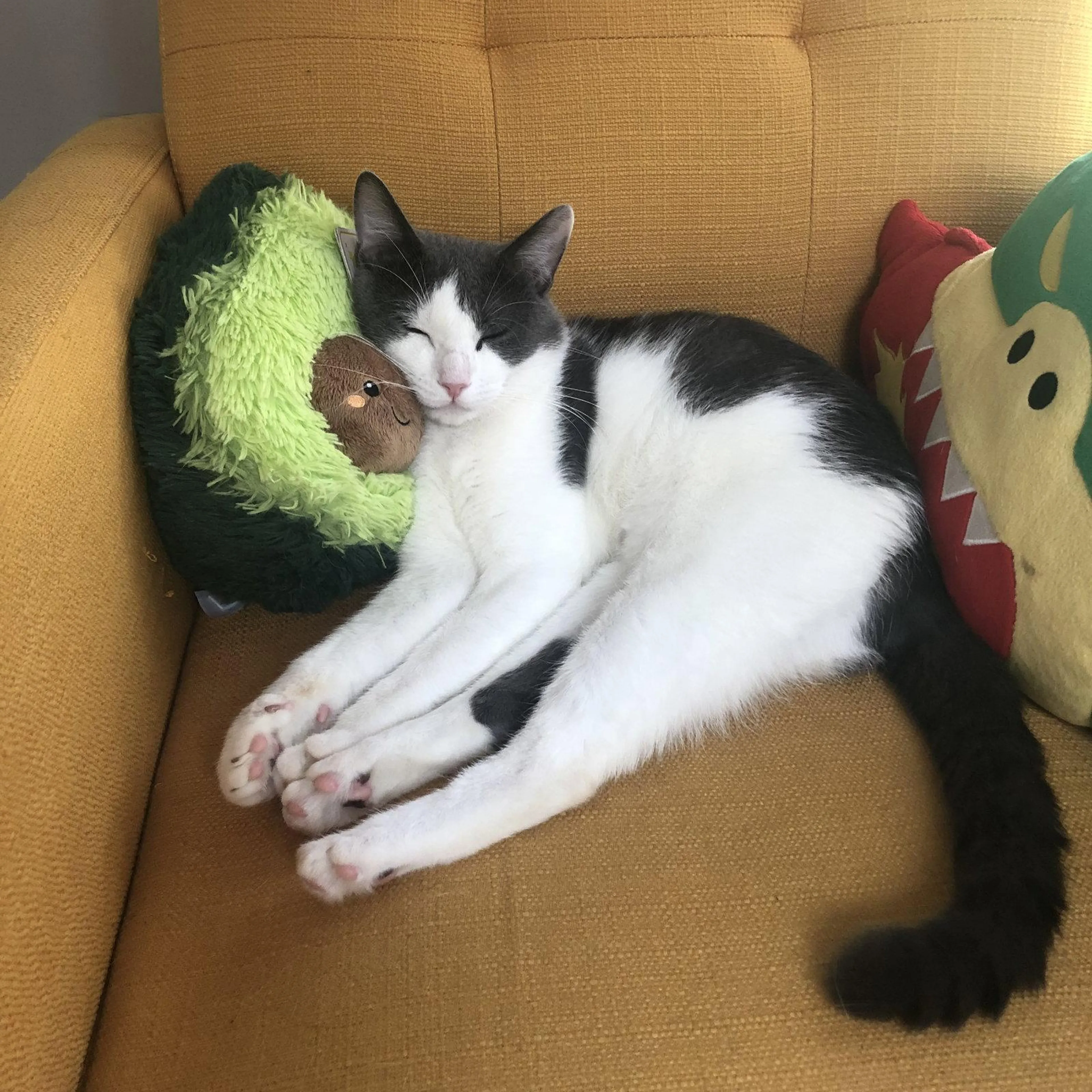 Found pet-2