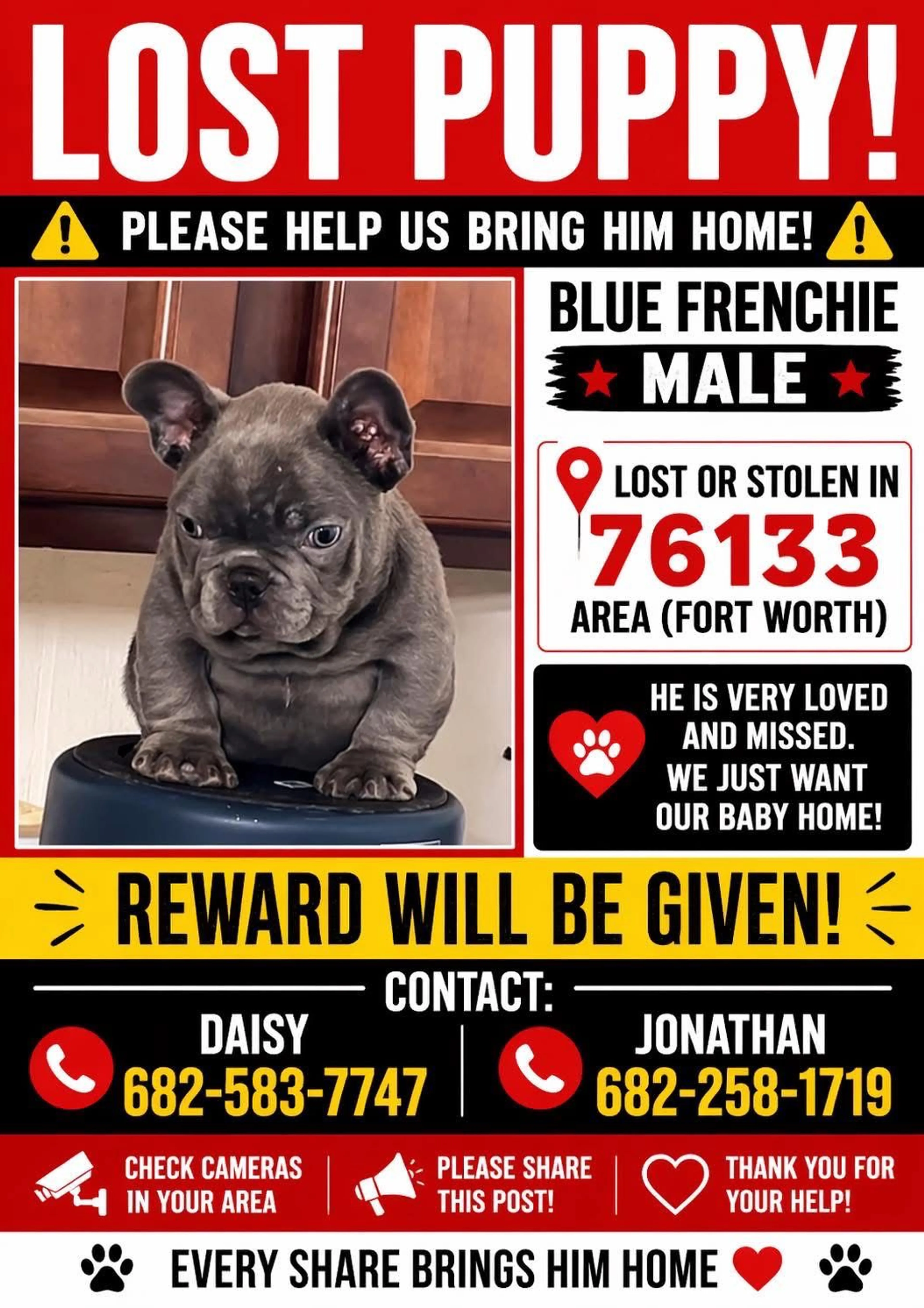 Lost pet