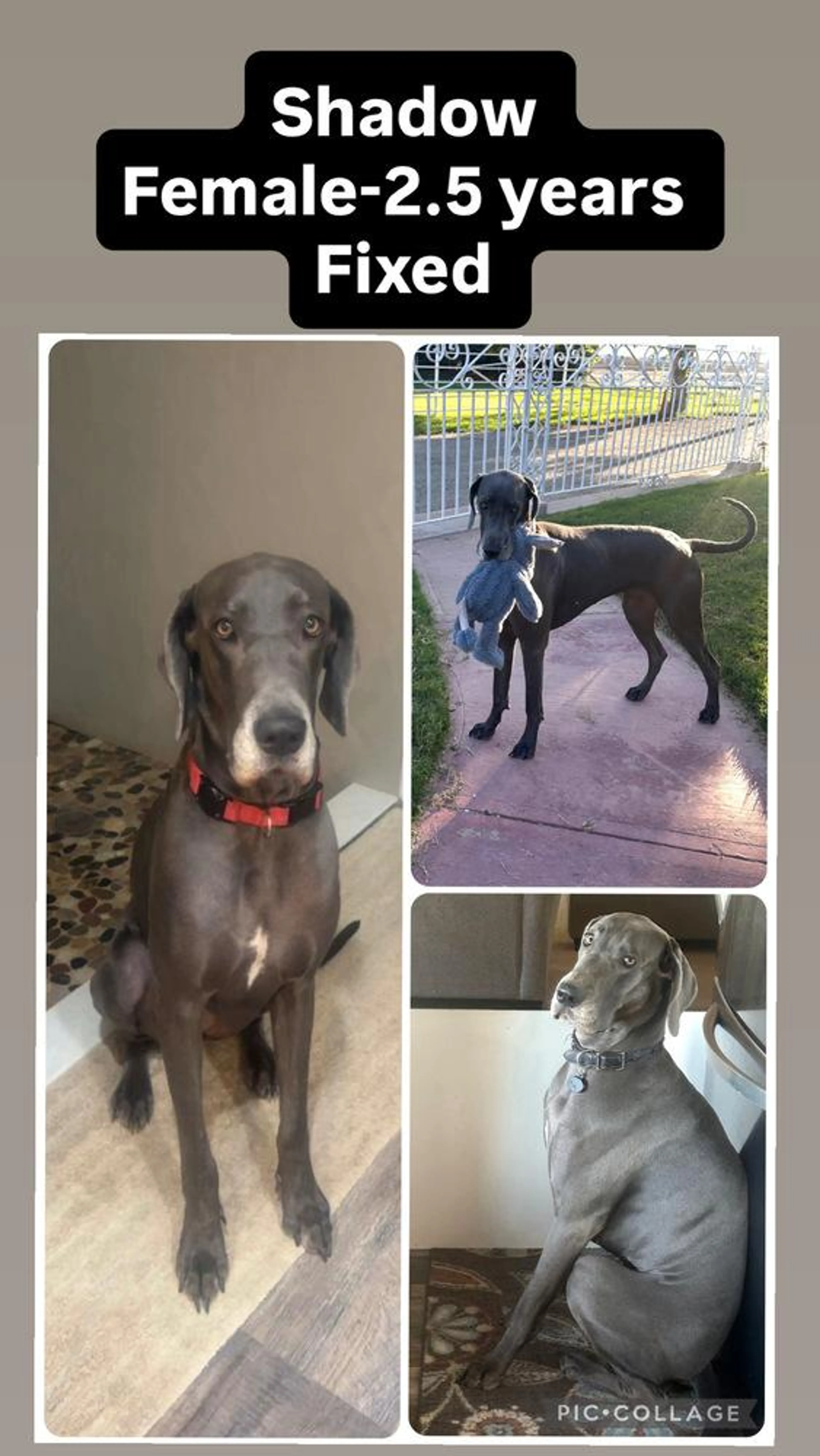 Found pet-2