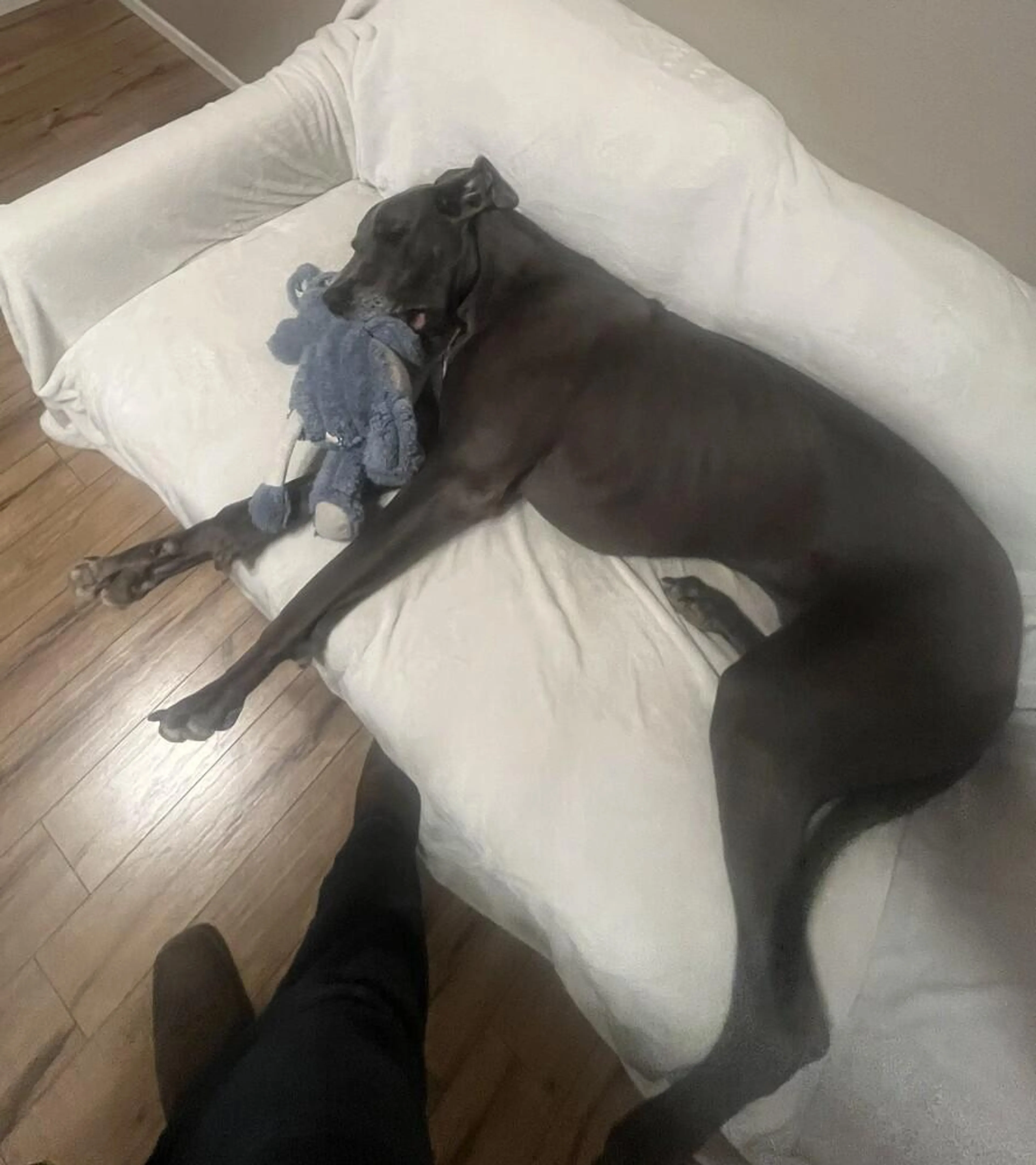 Found pet-1