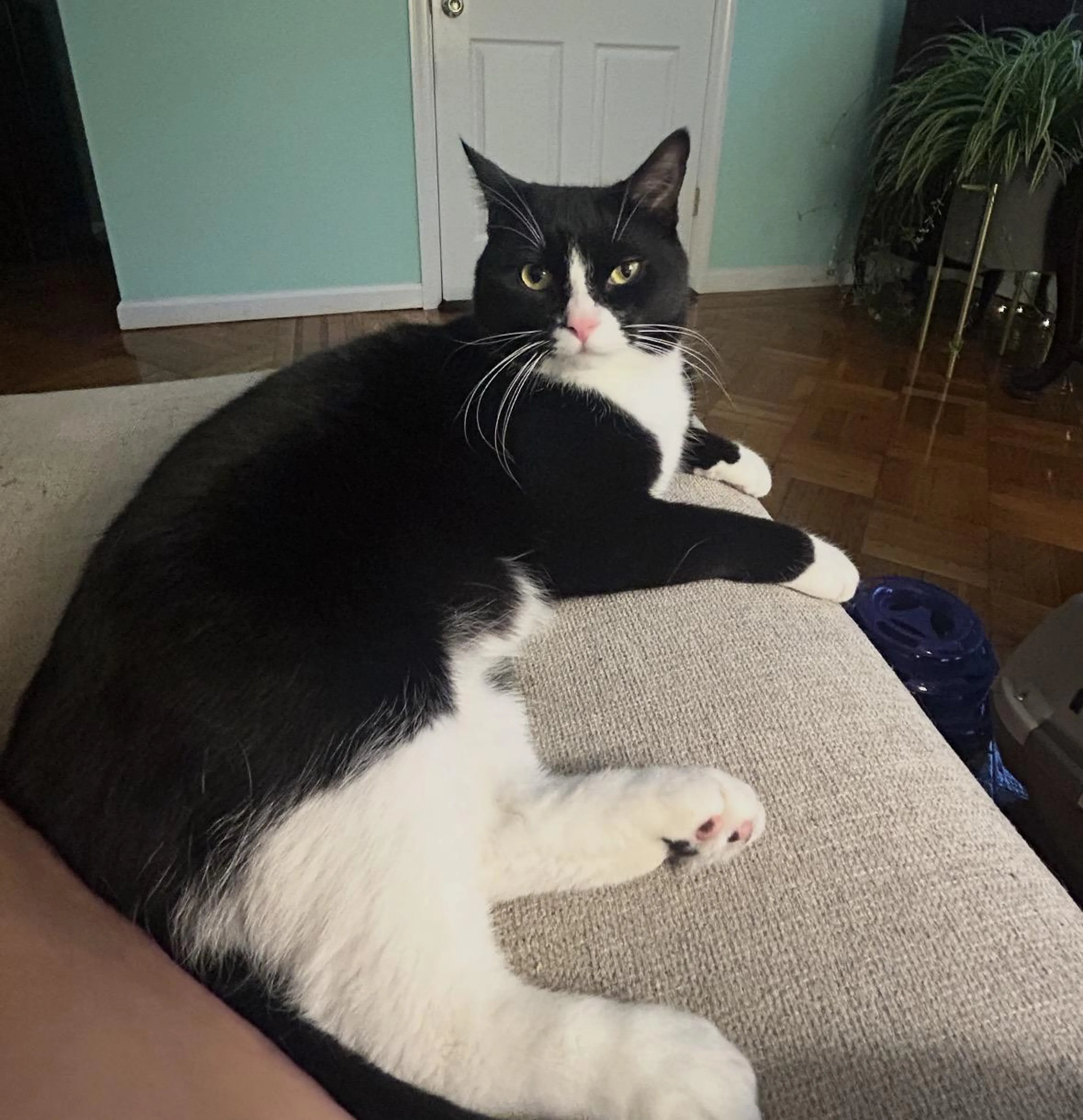 Found pet-1