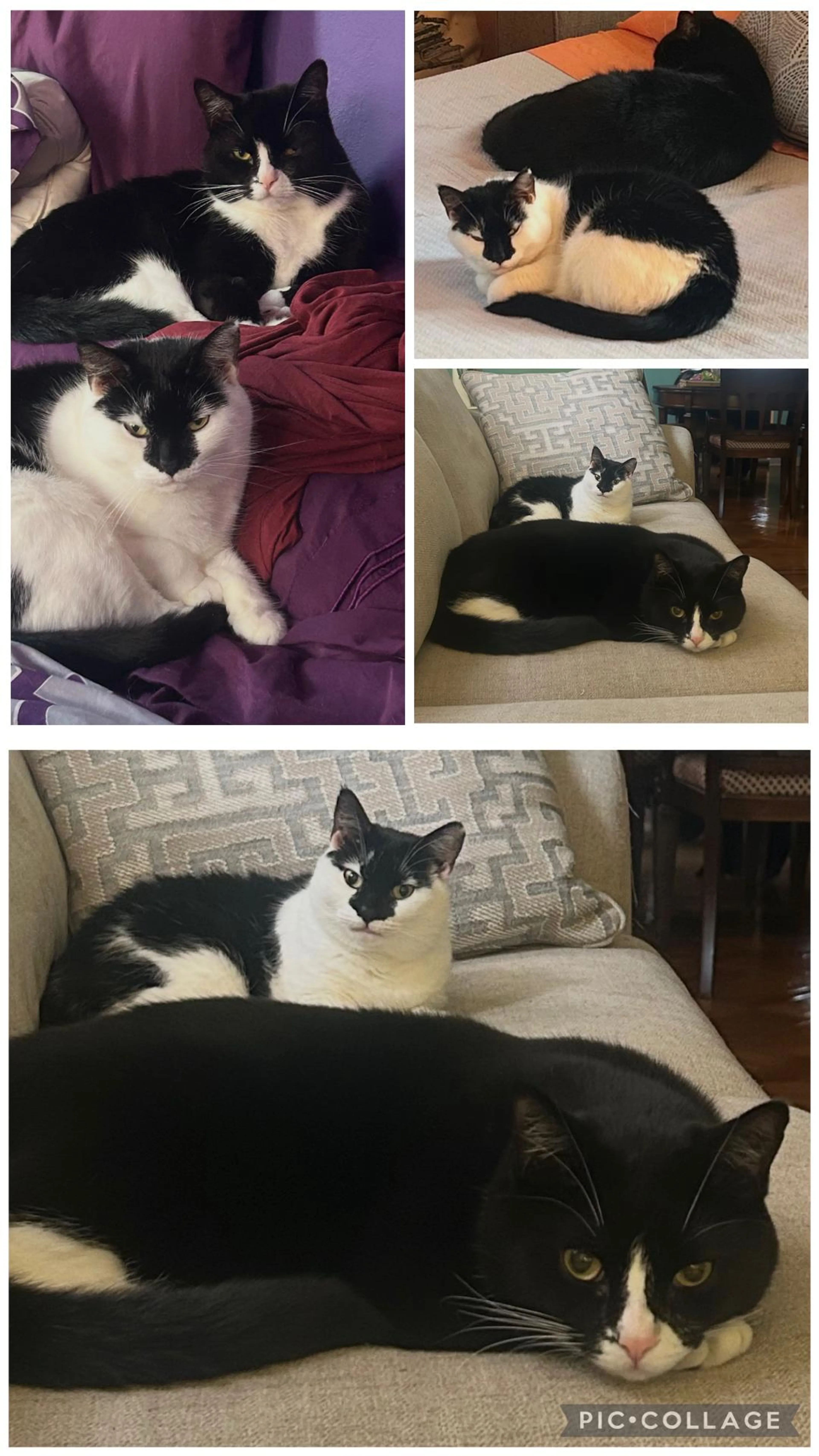 Found pet-2