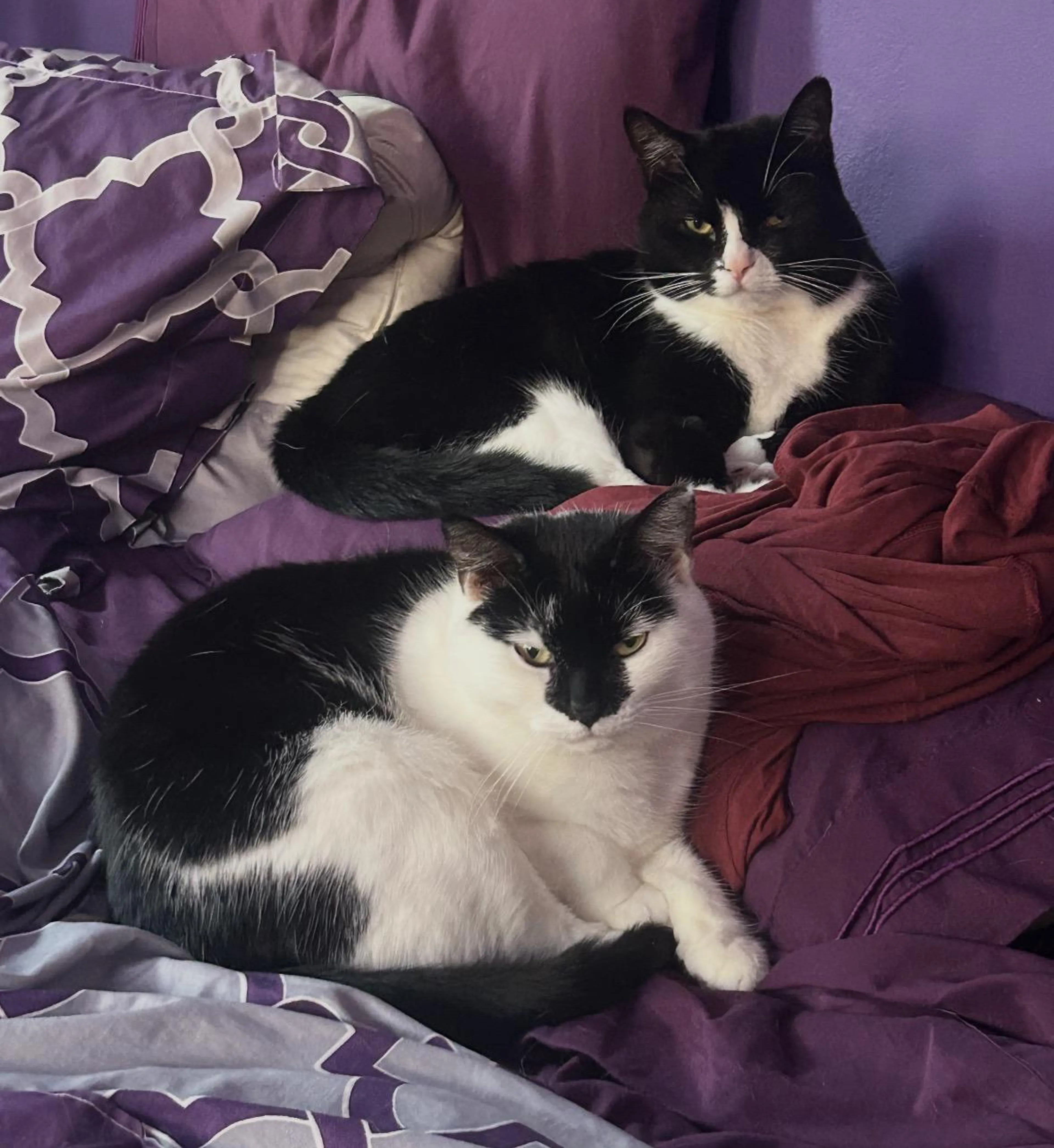 Found pet-5