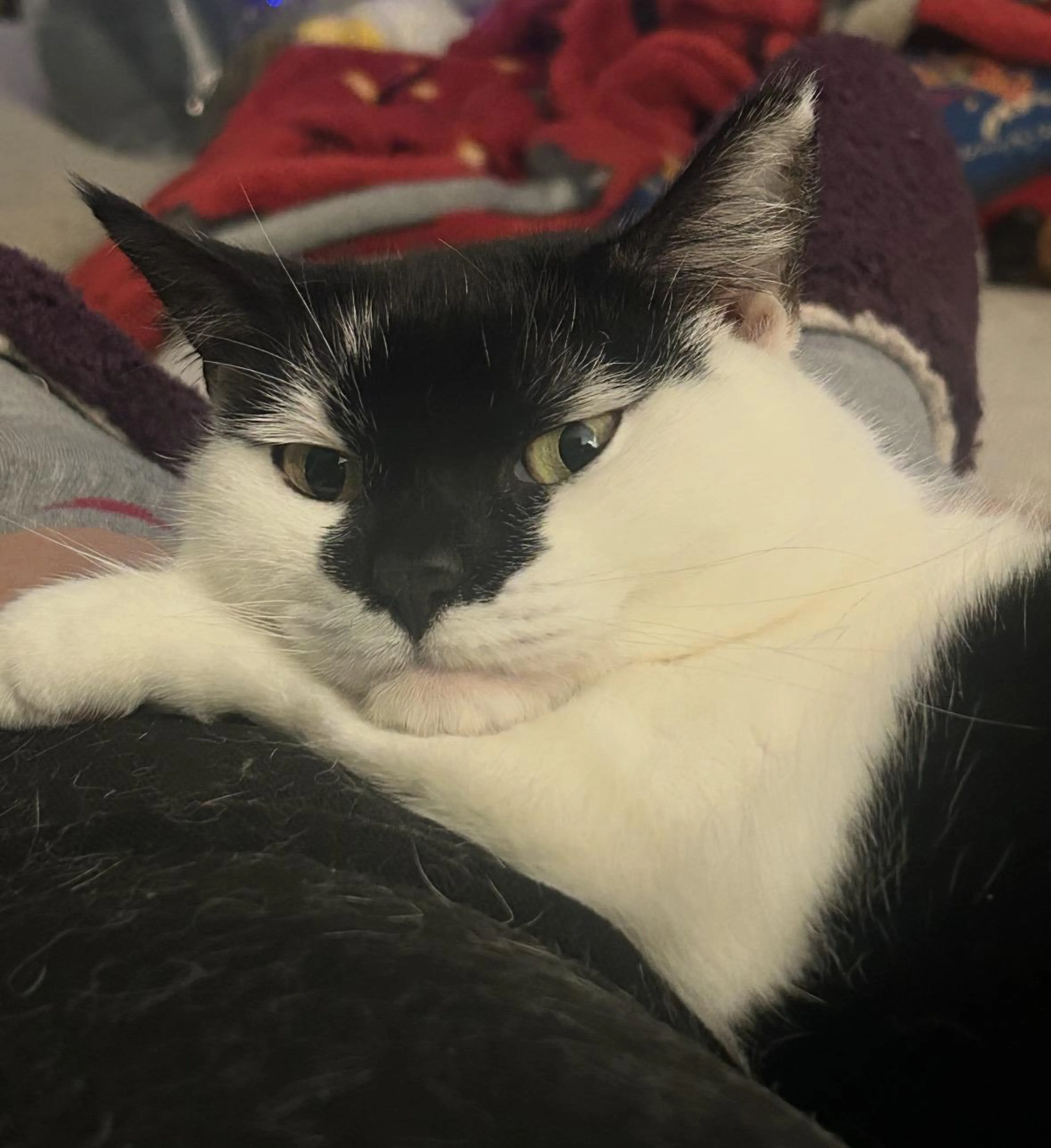 Found pet-4