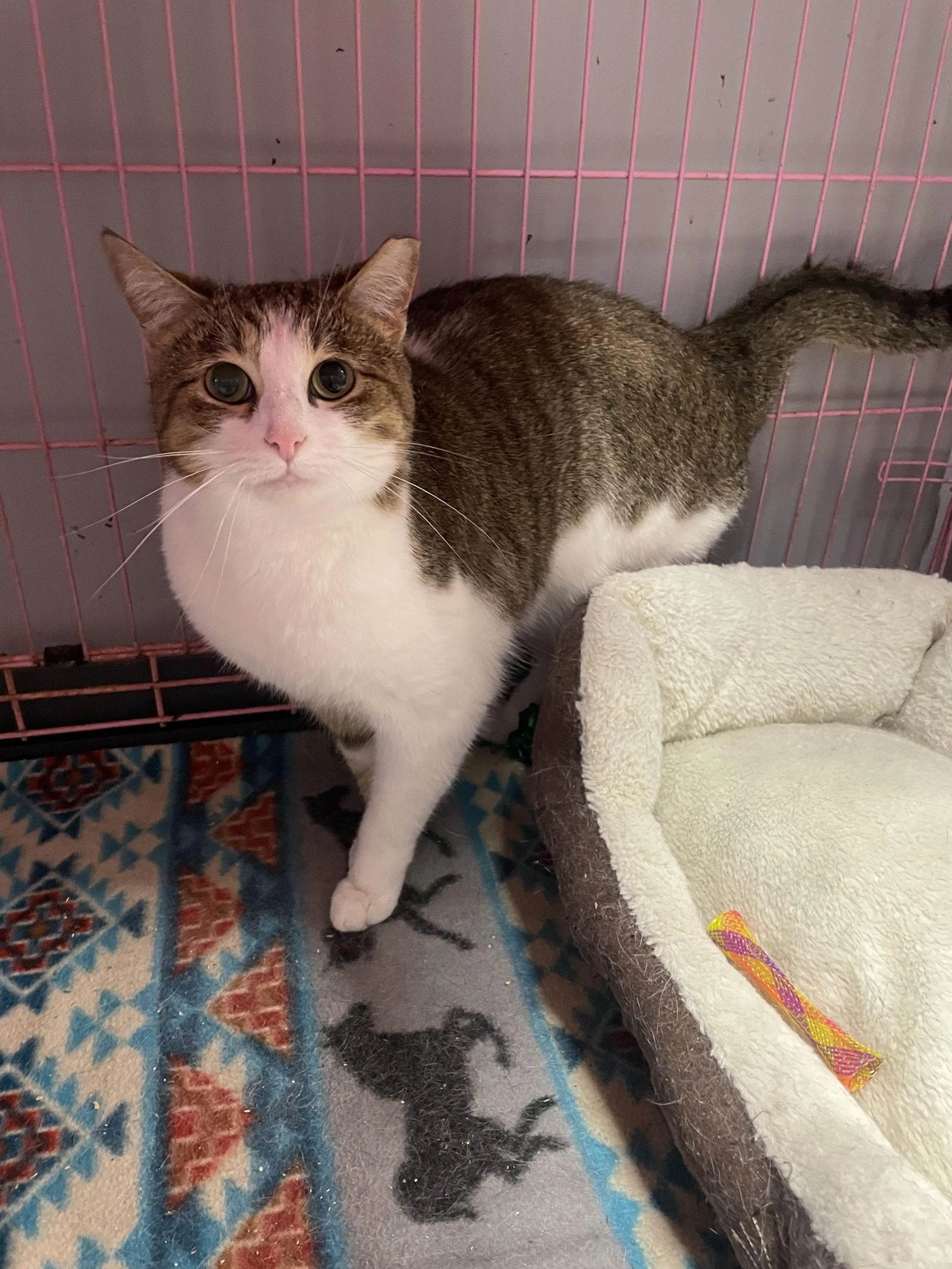 Found pet