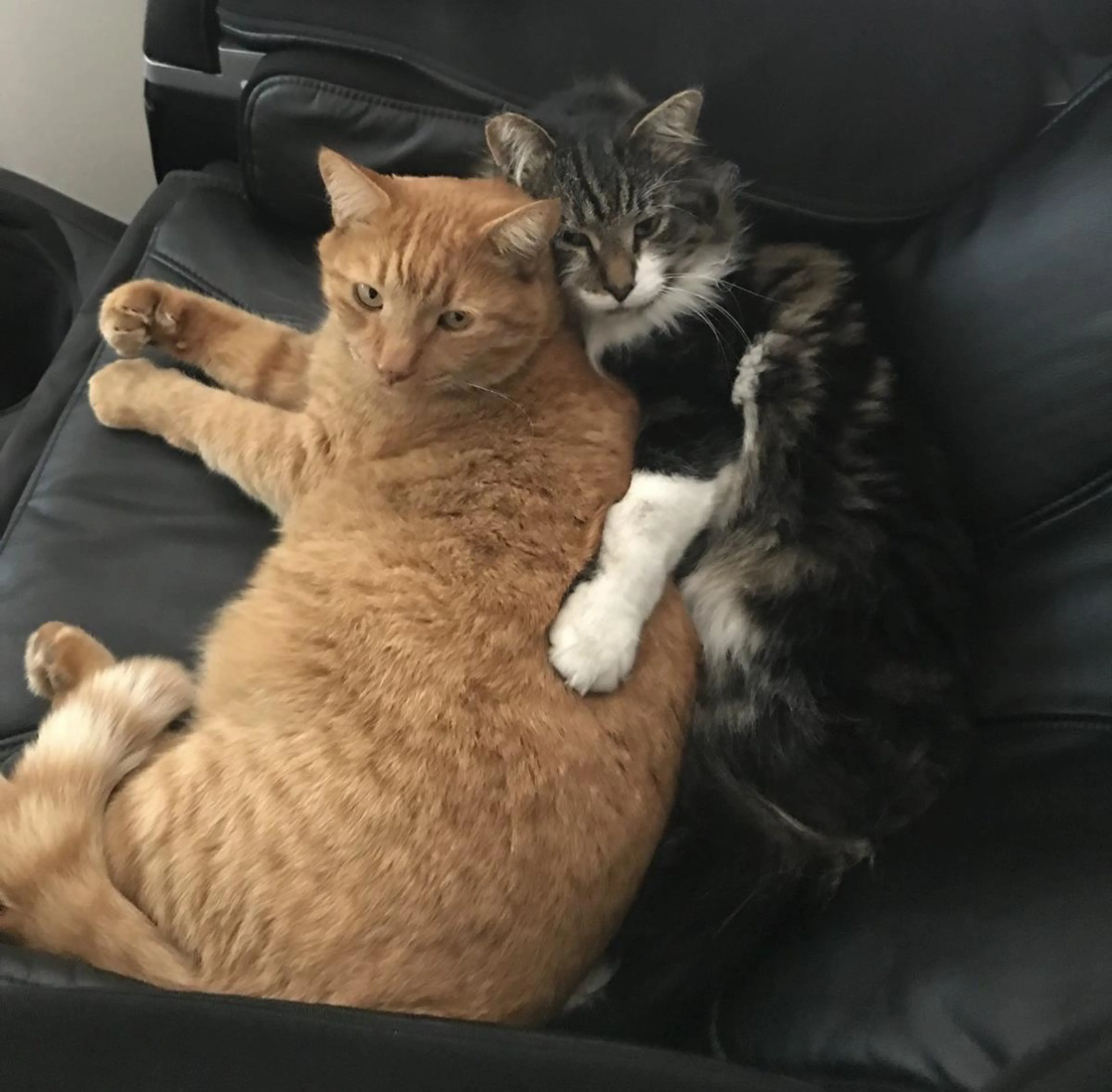 Found pet-1