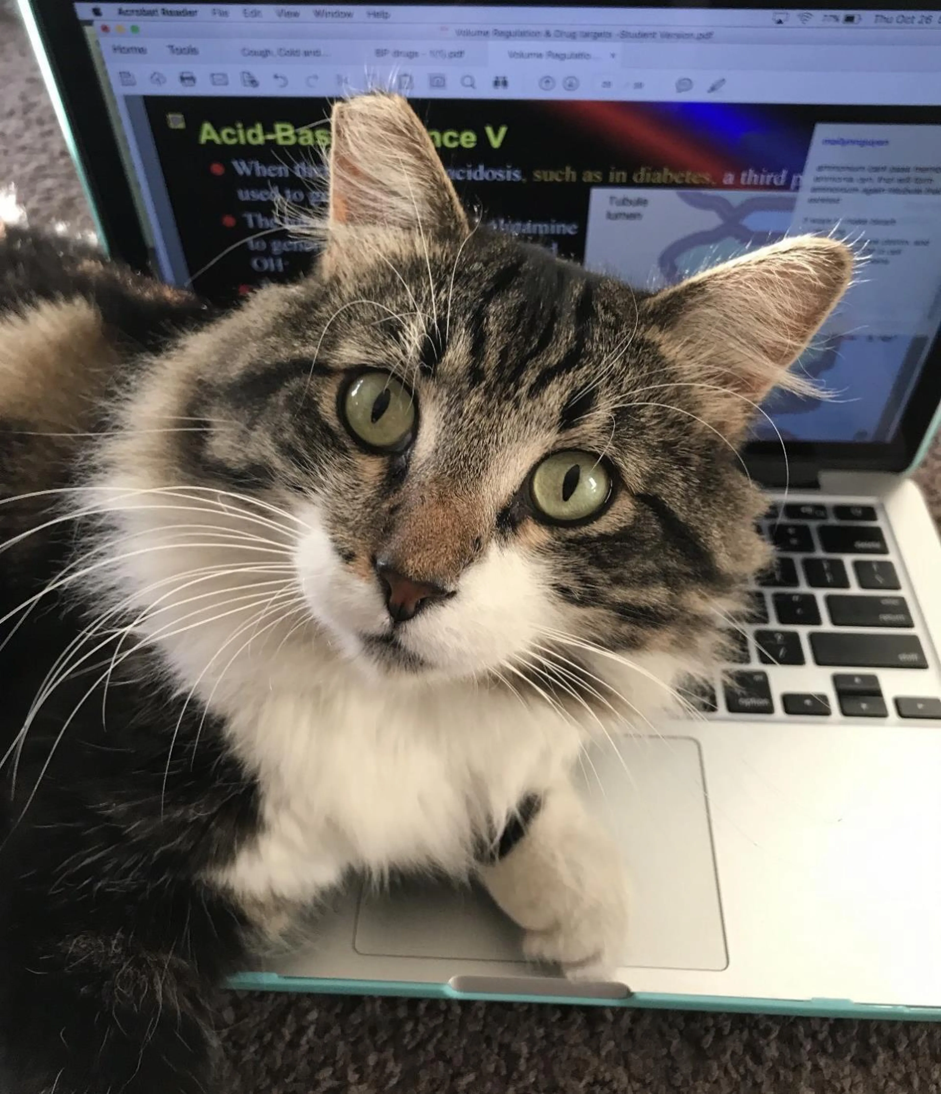Found pet-2