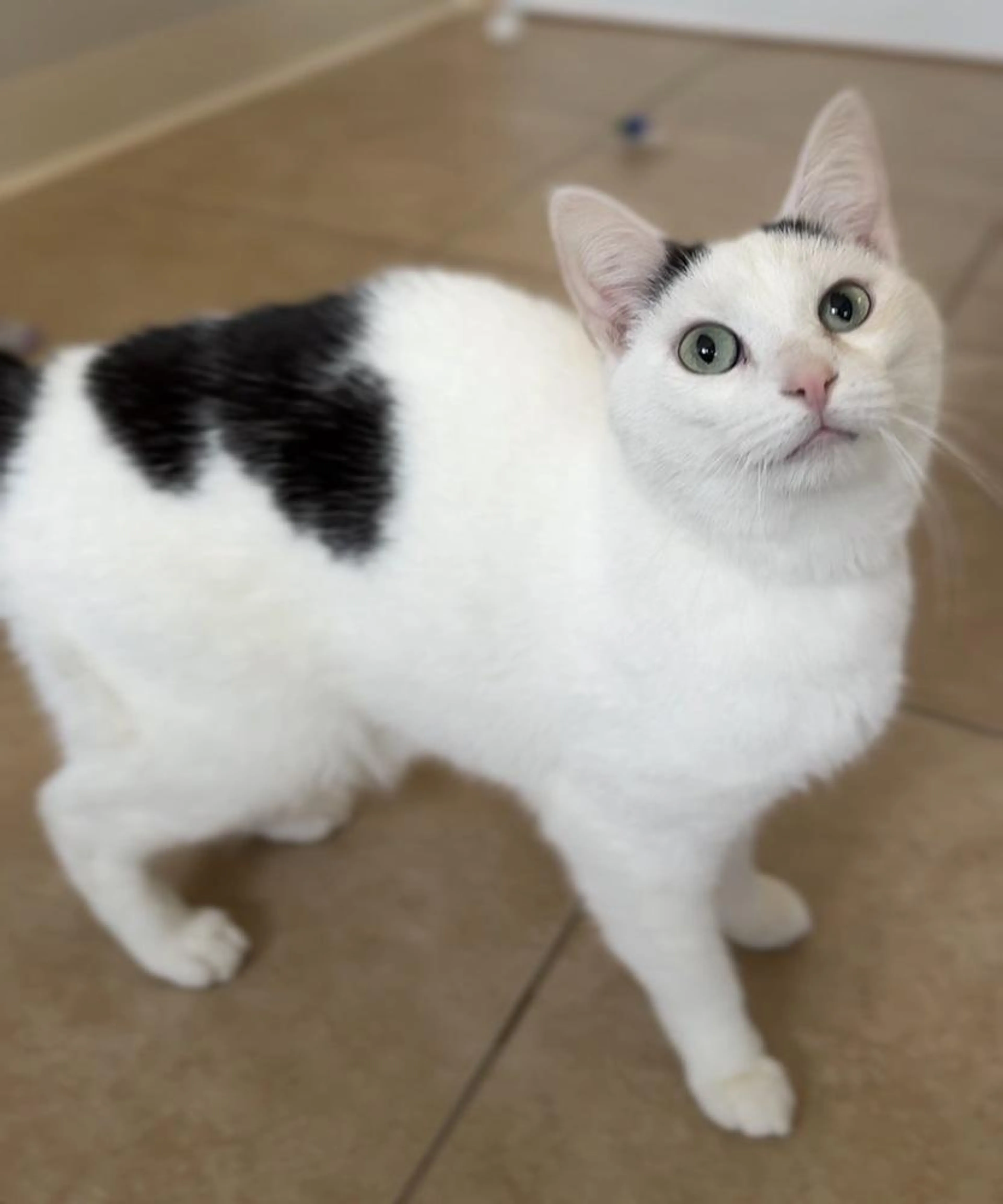 Found pet-1