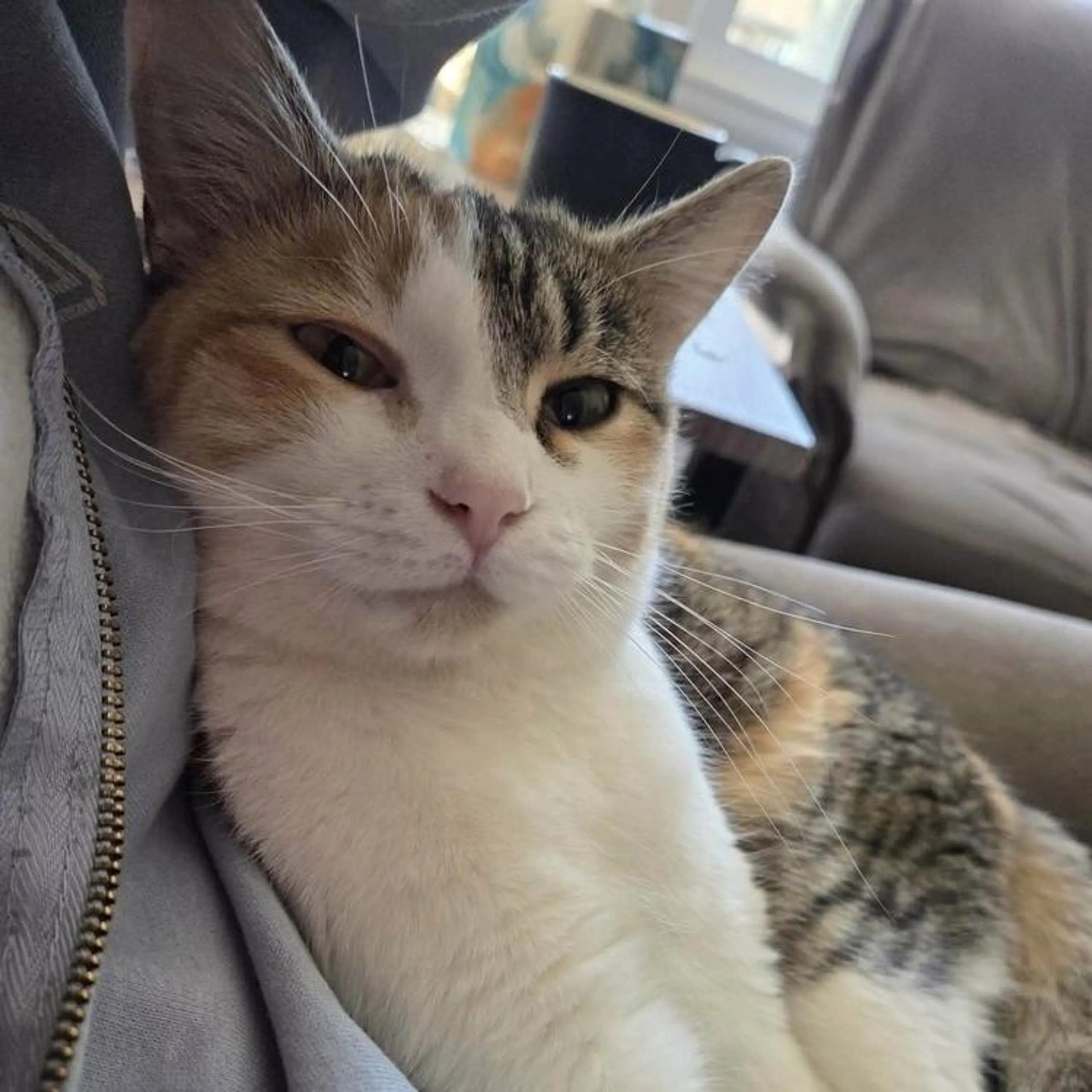 Found pet-2
