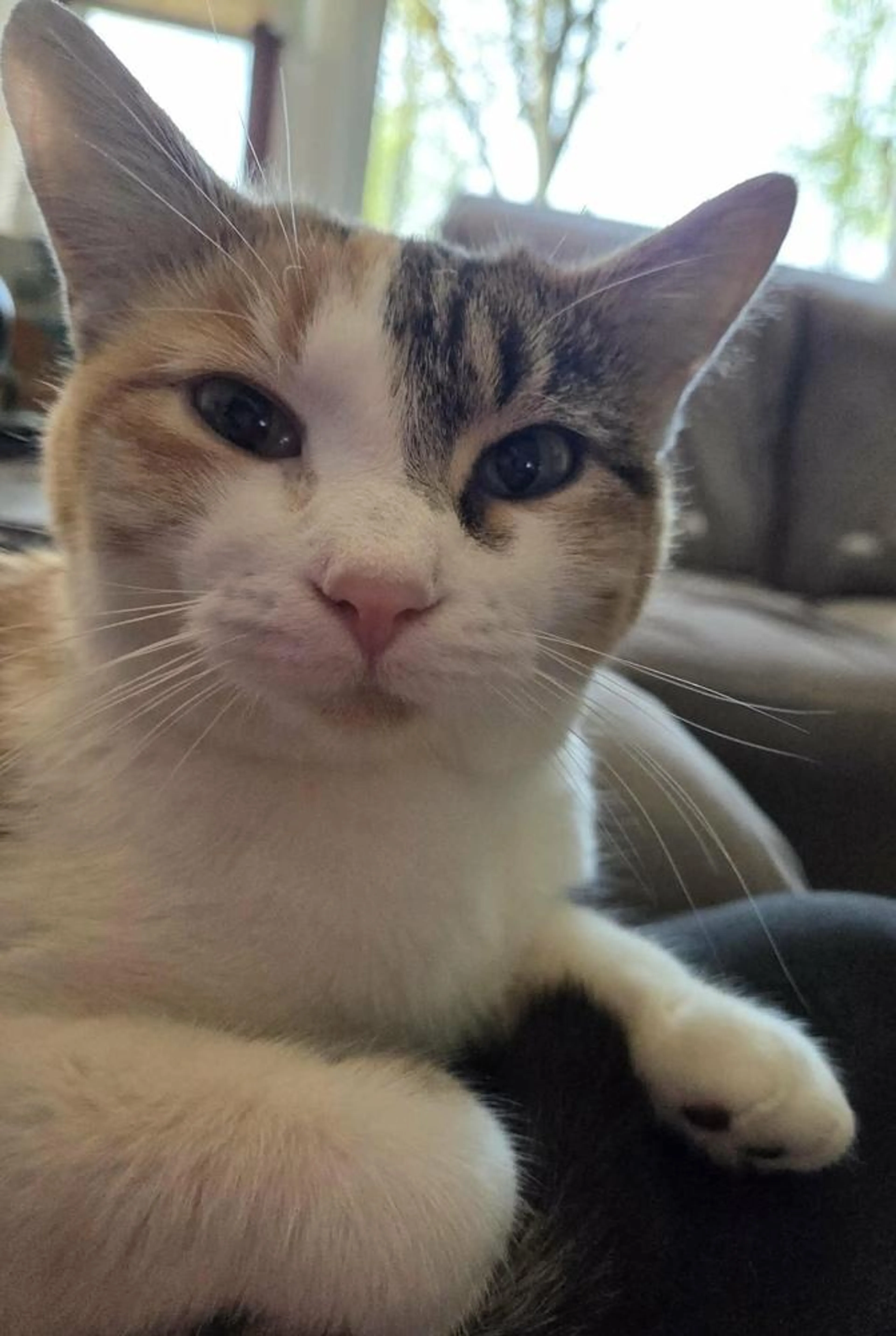 Found pet-5