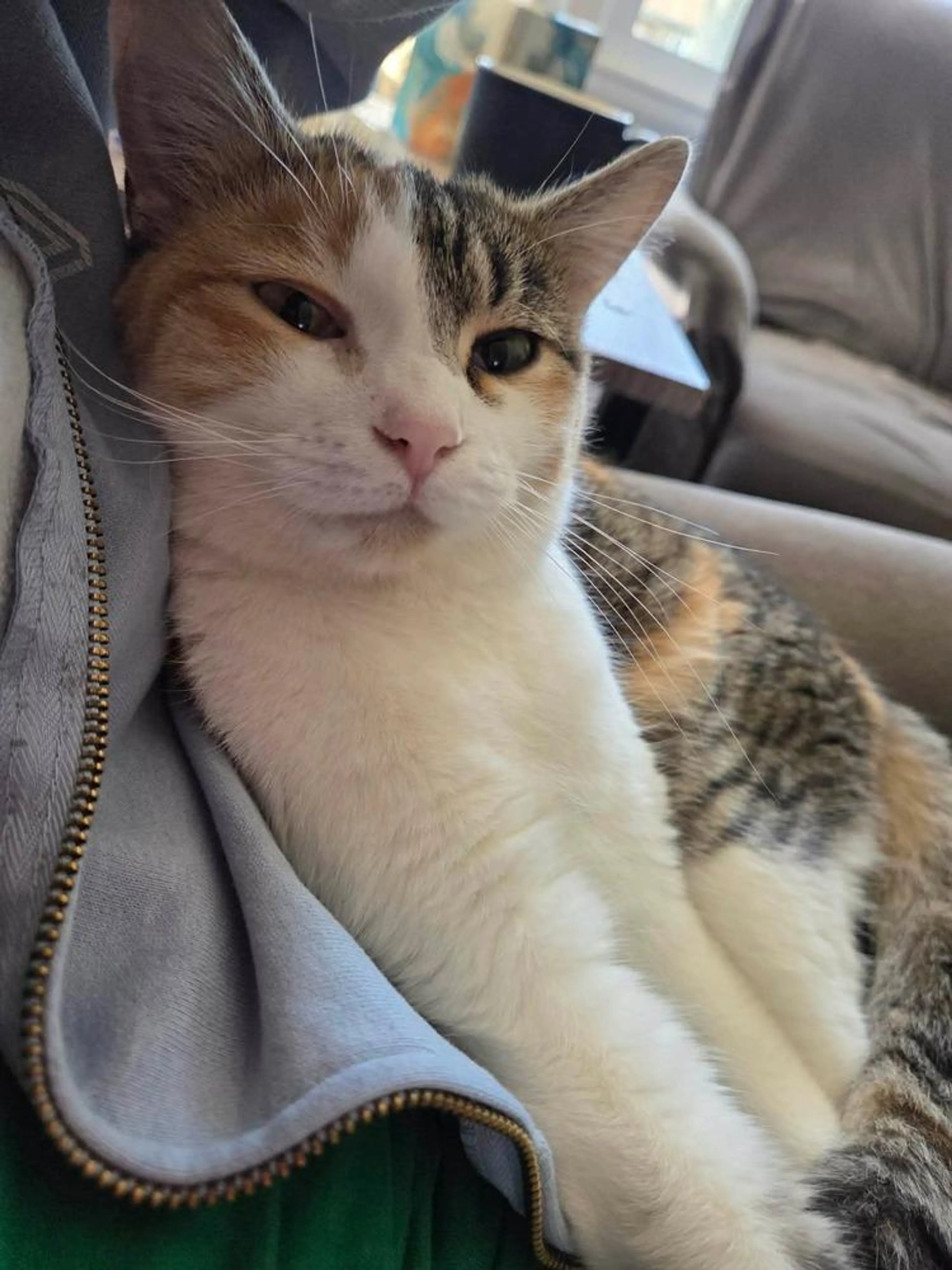 Found pet-4