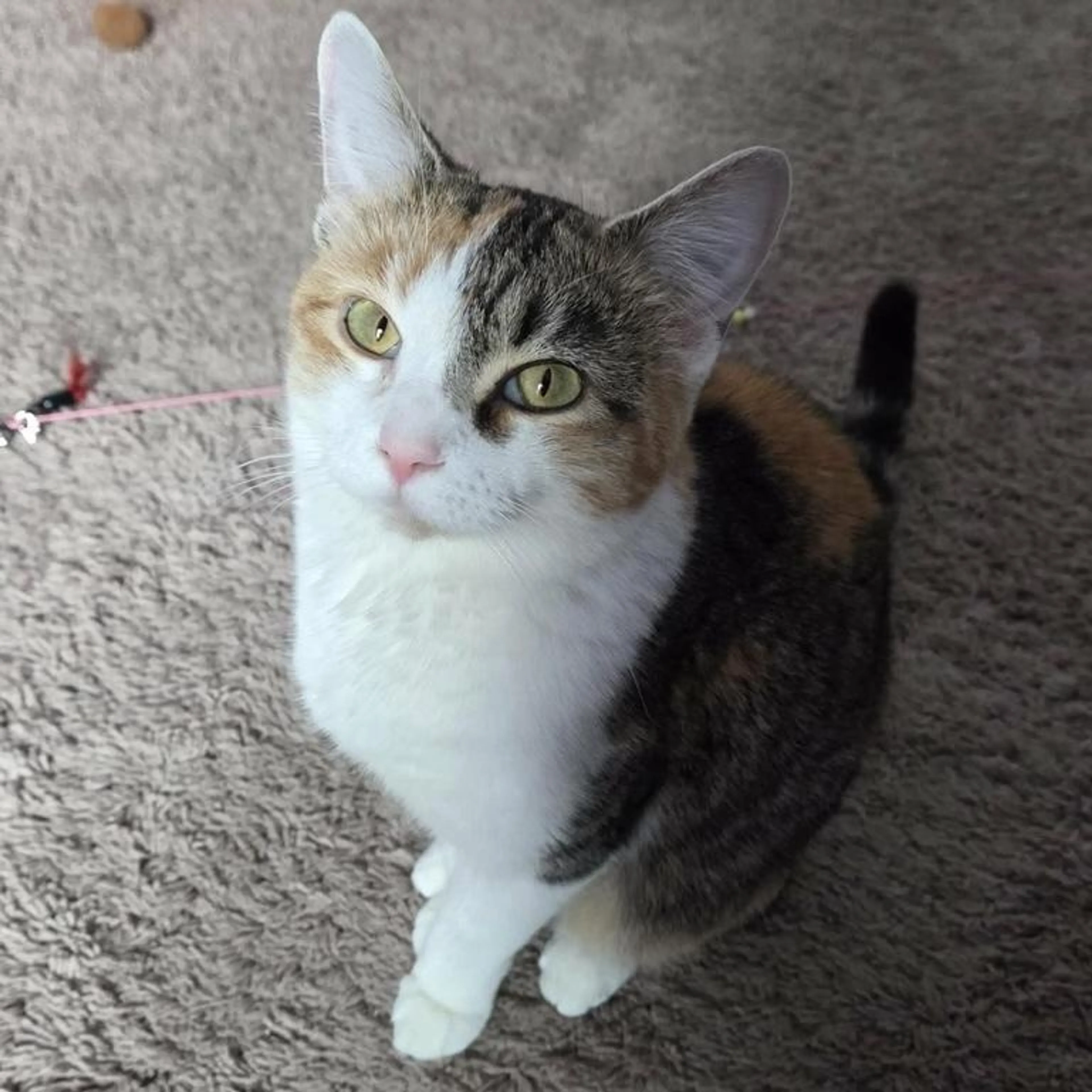 Found pet-1