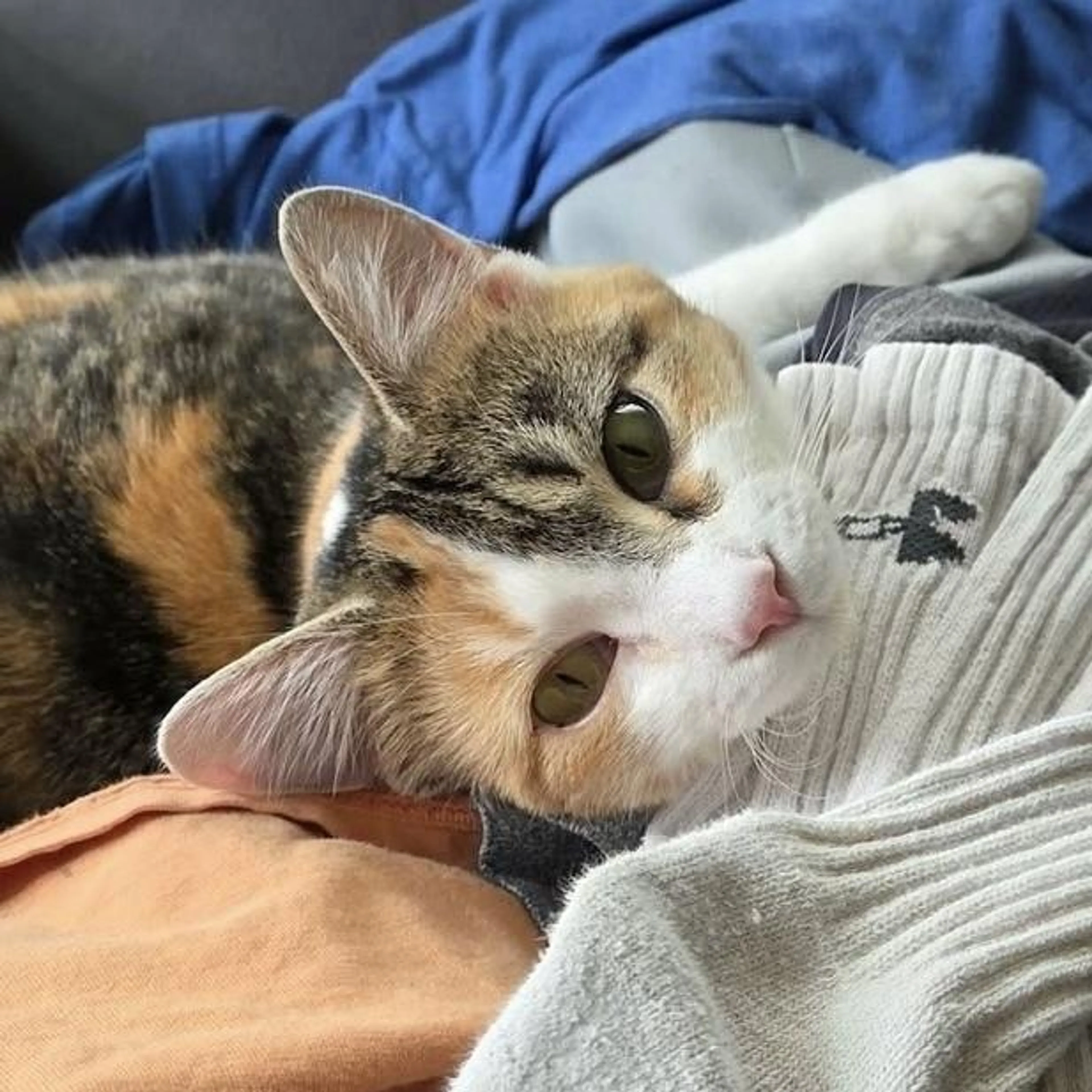 Found pet-0