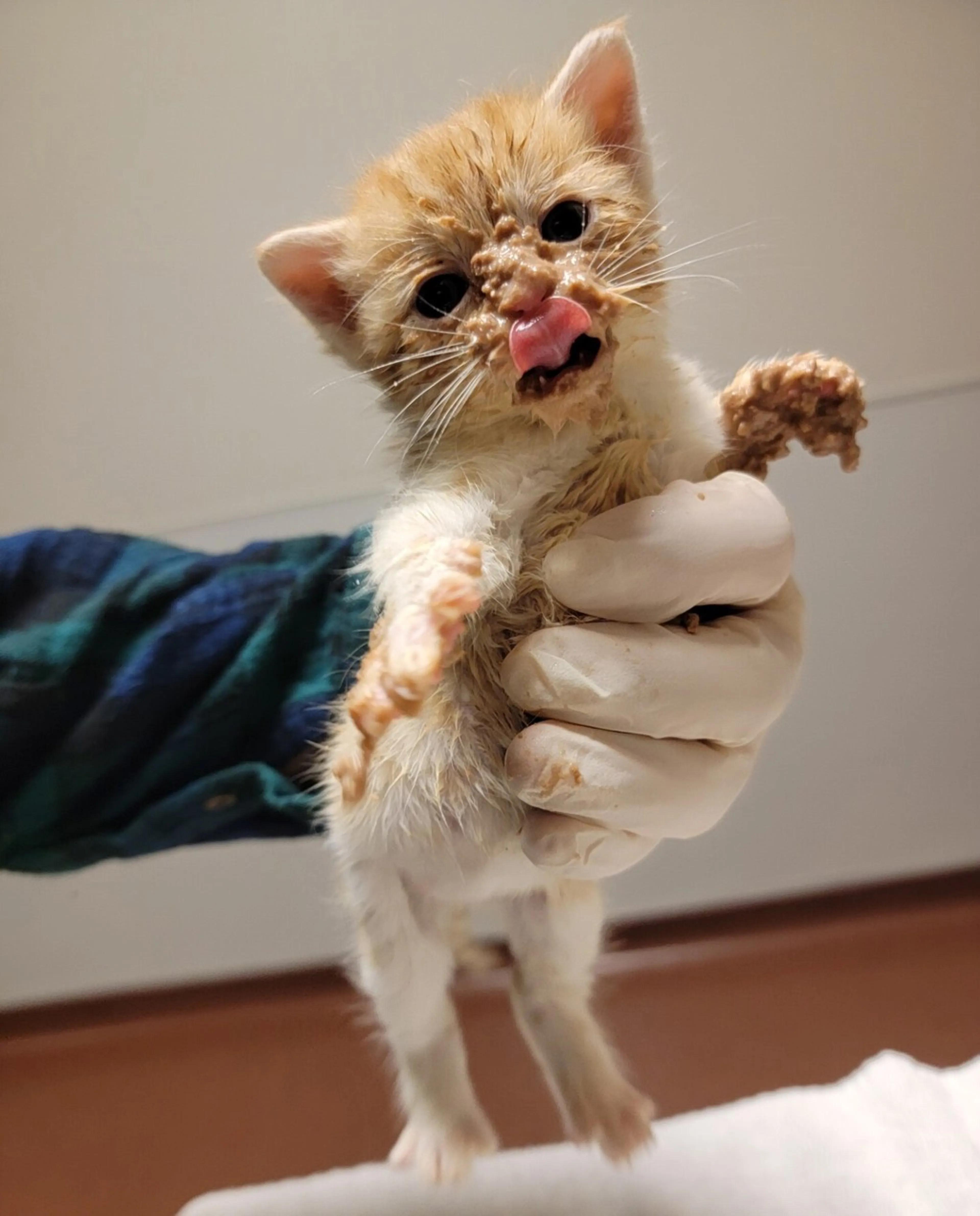 Found pet-1