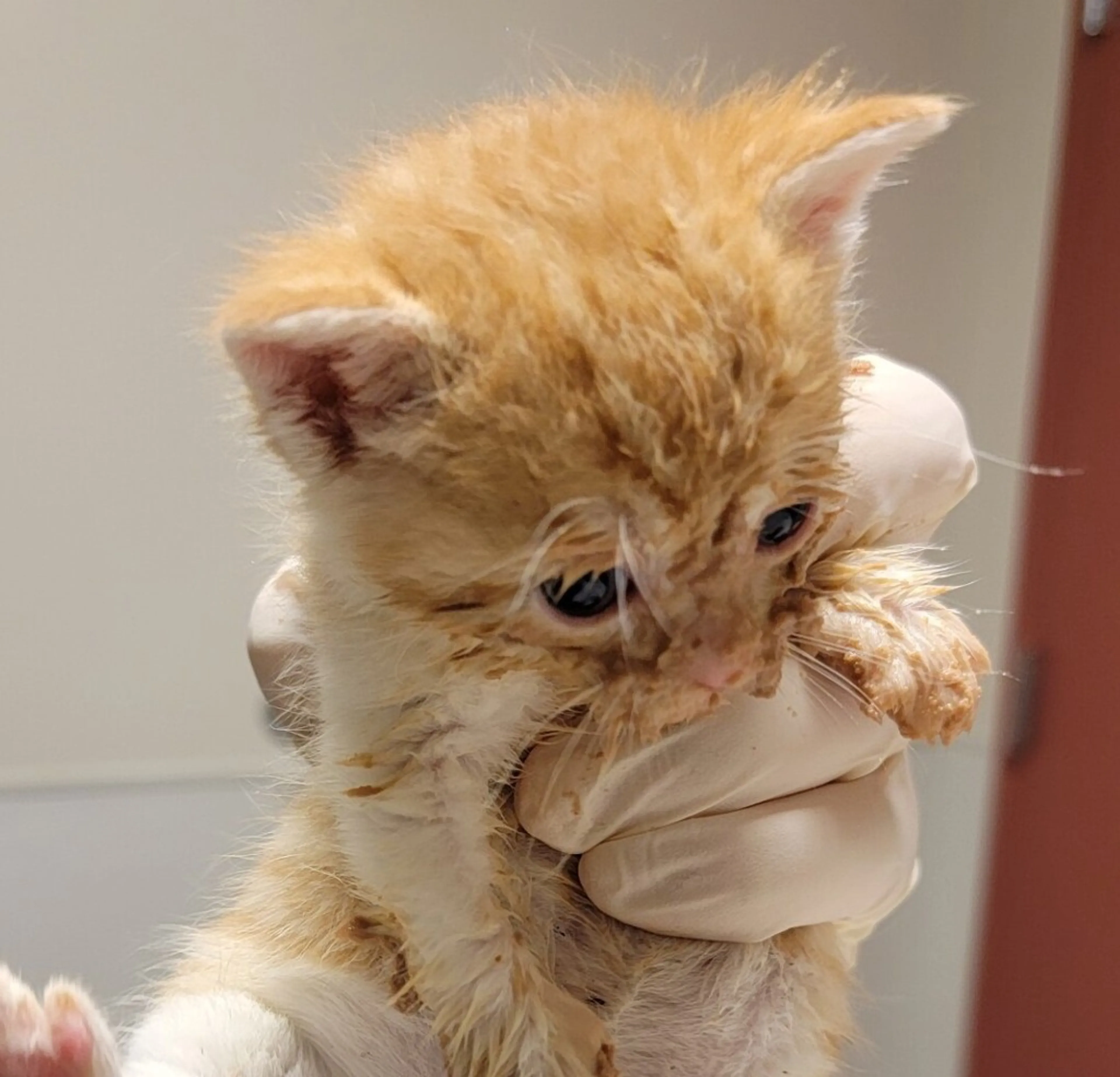 Found pet-0