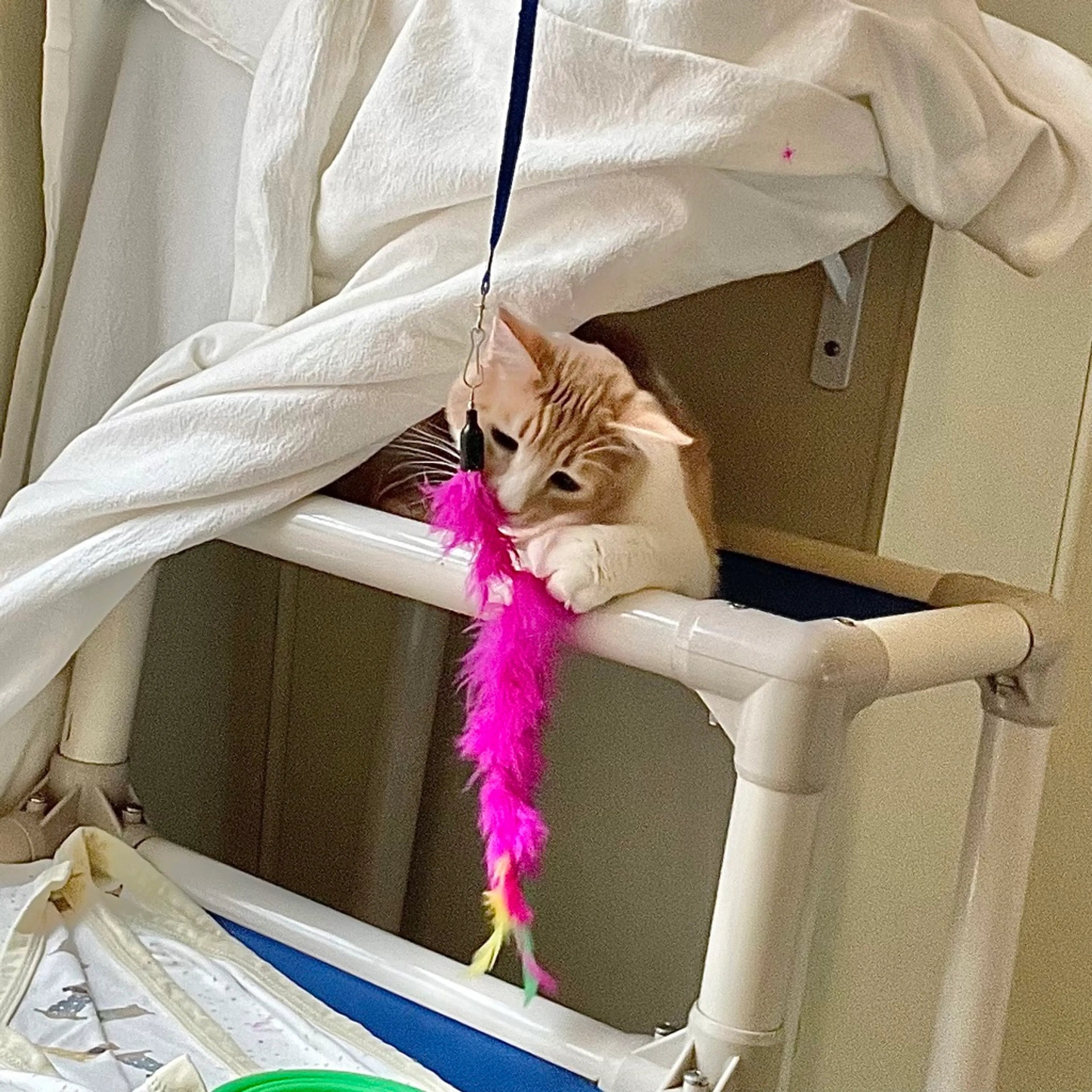 Found pet-1