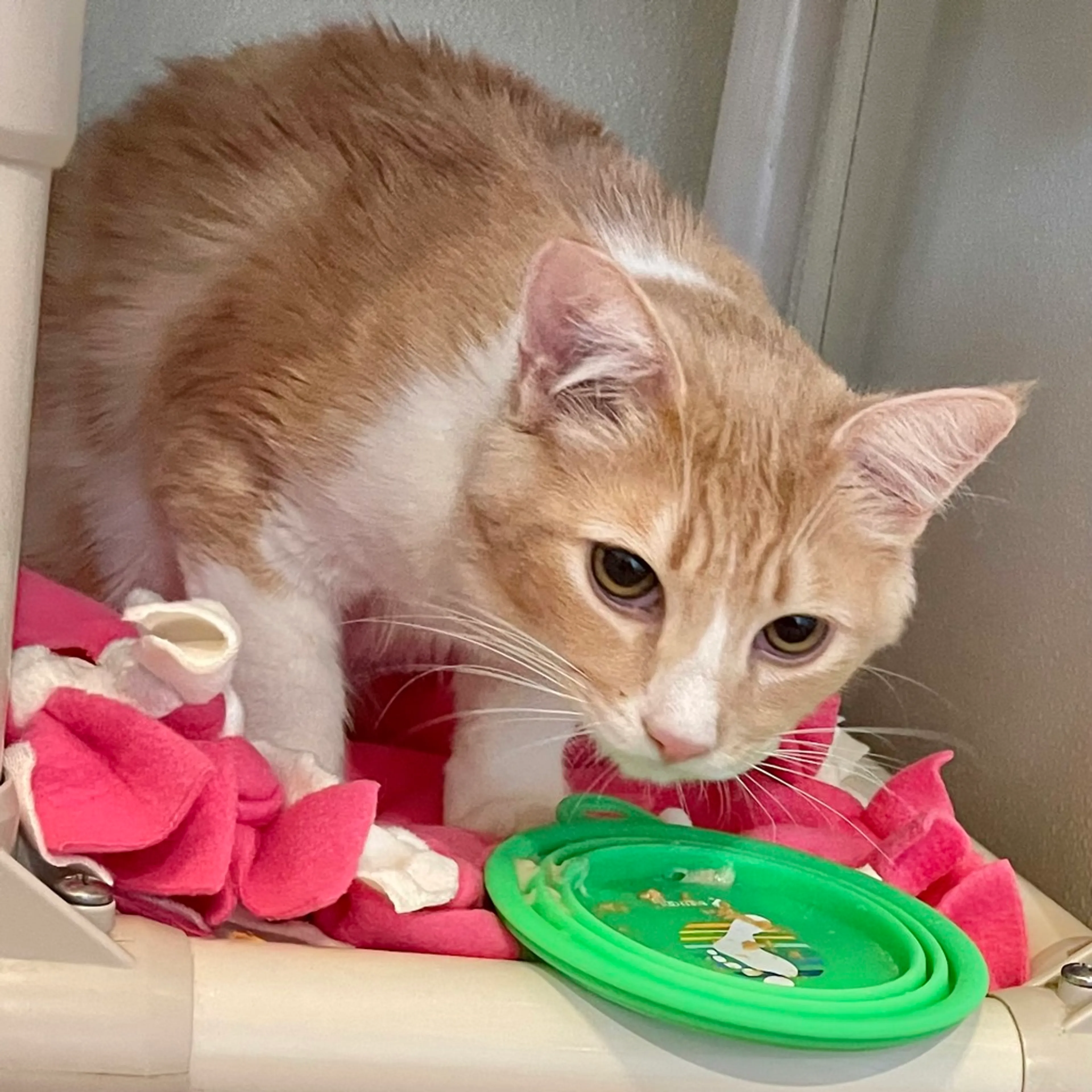 Found pet-4