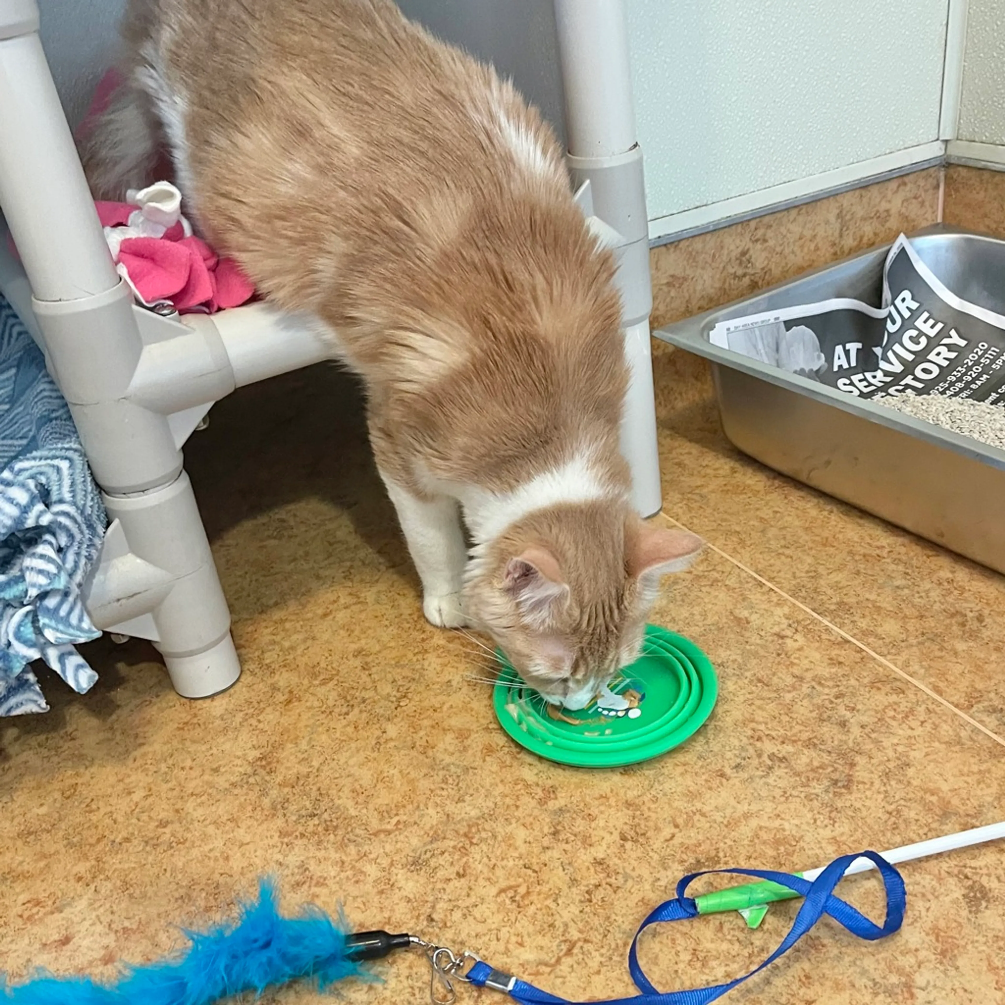Found pet-3